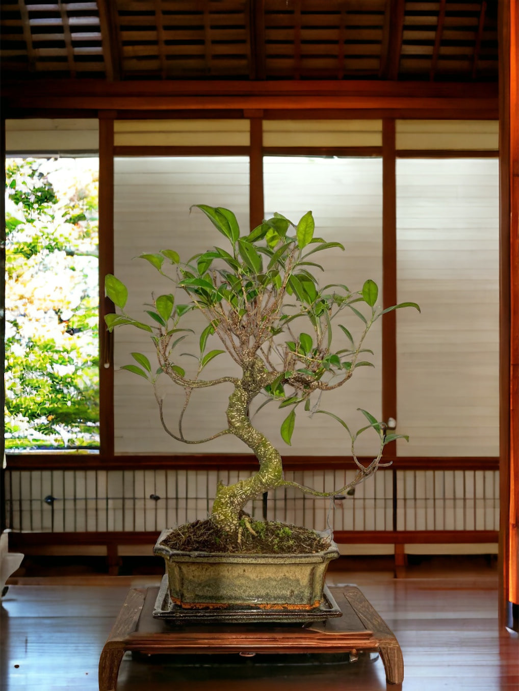 Ficus Bonsai | Moyogi Style (S-shaped)