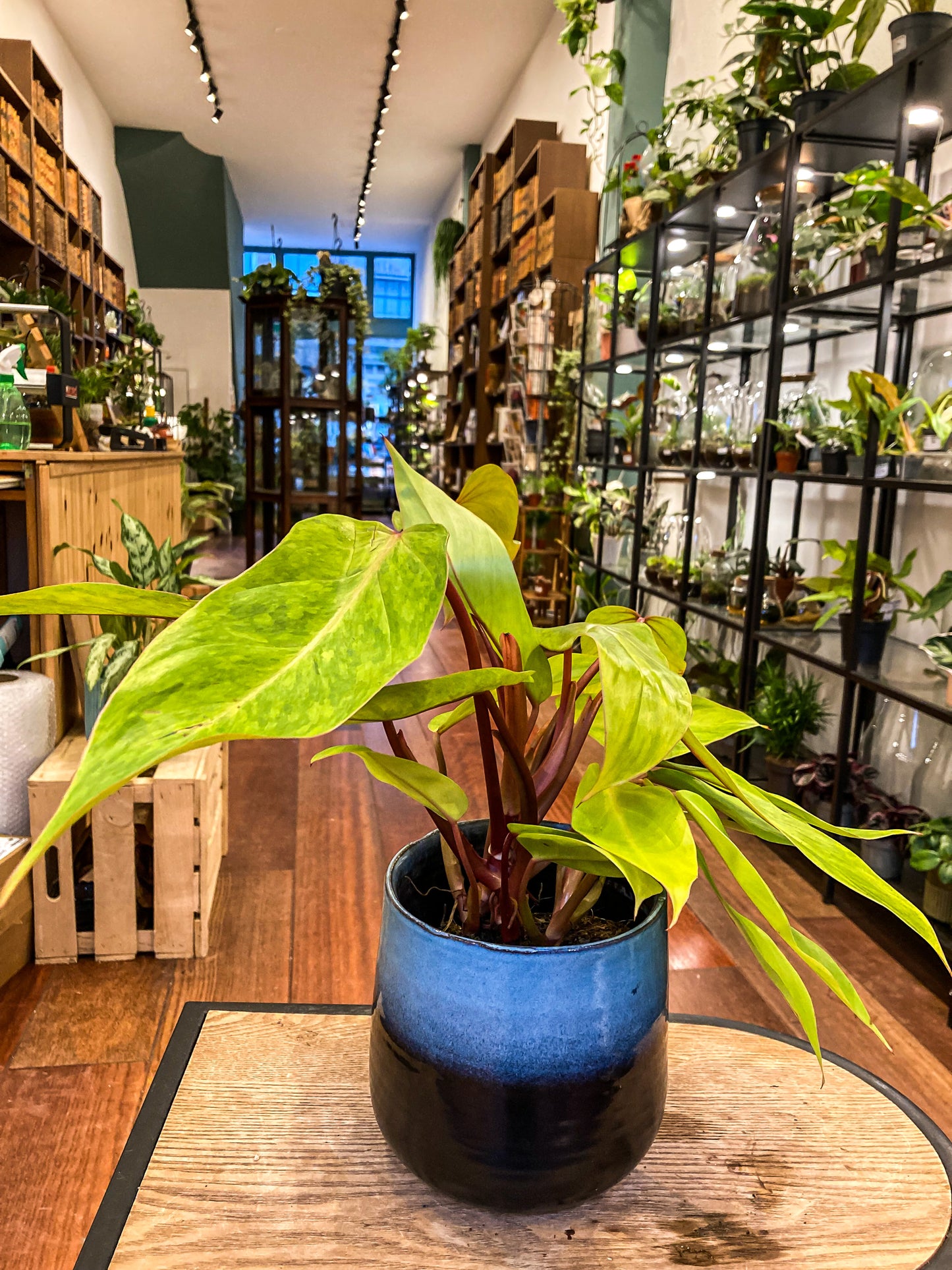 Philodendron Painted Lady