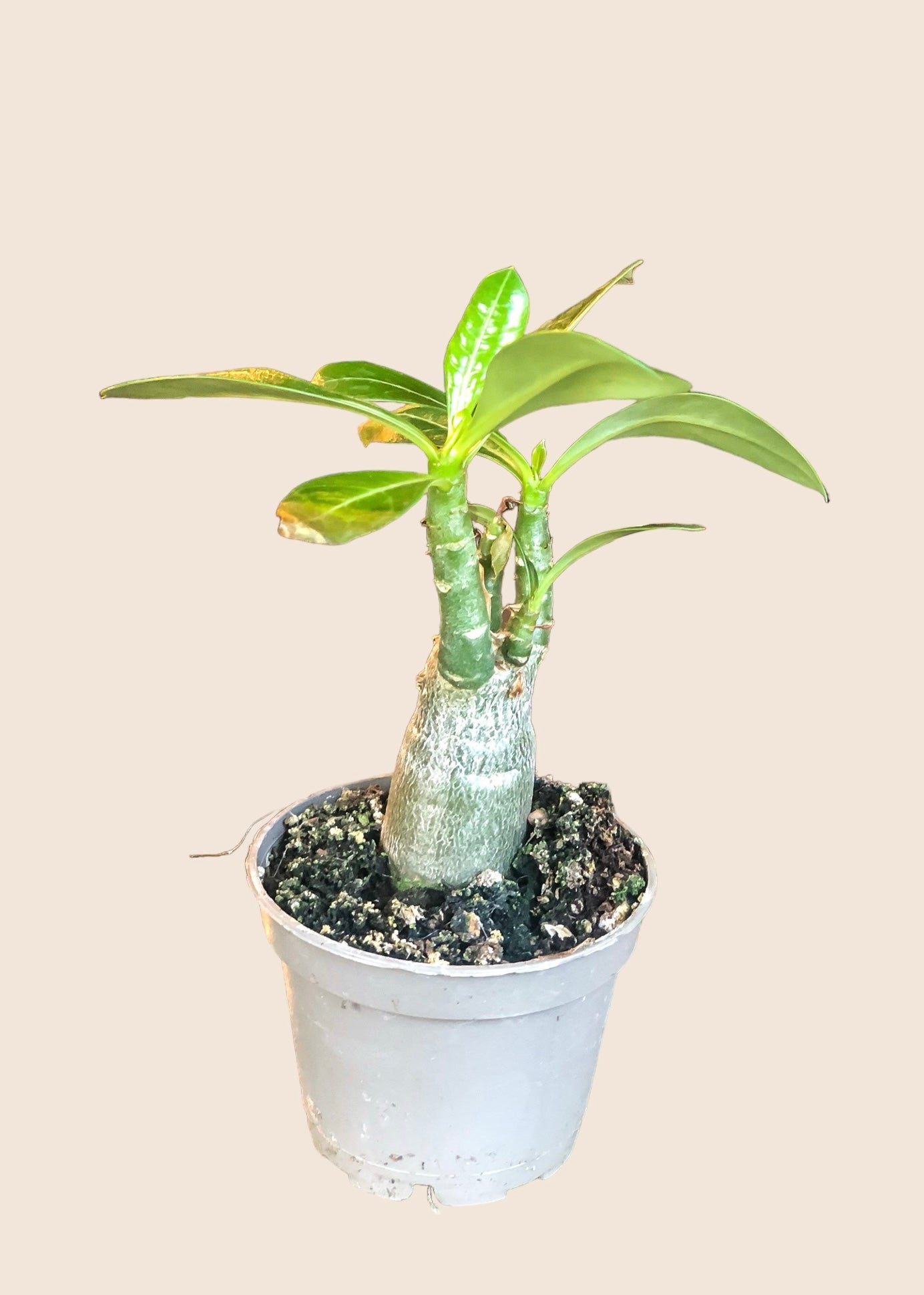 Small Desert Rose (Adenium Obesum)