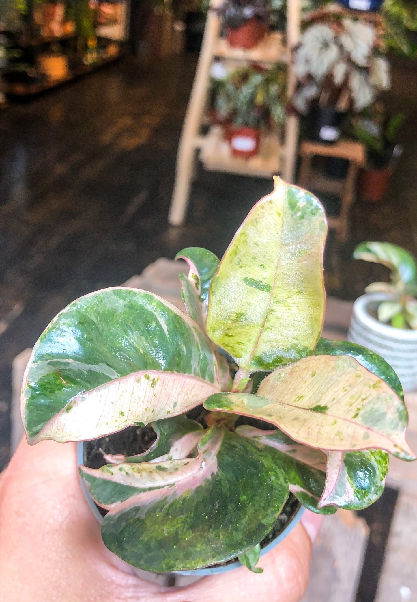 Ficus Elastica Shivereana