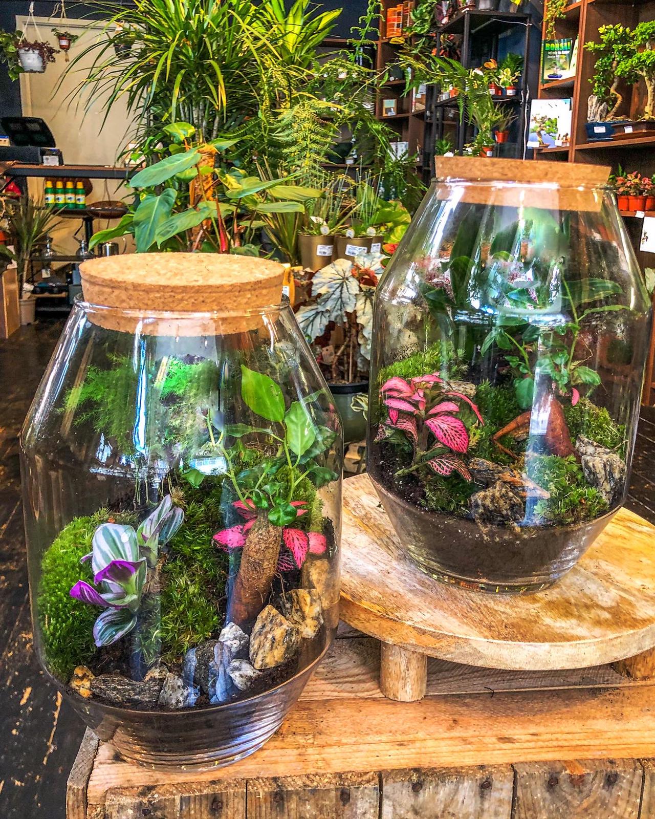 terrarium plants shop Private Ecosystem Terrarium Workshop | 6 people and up – Avalon