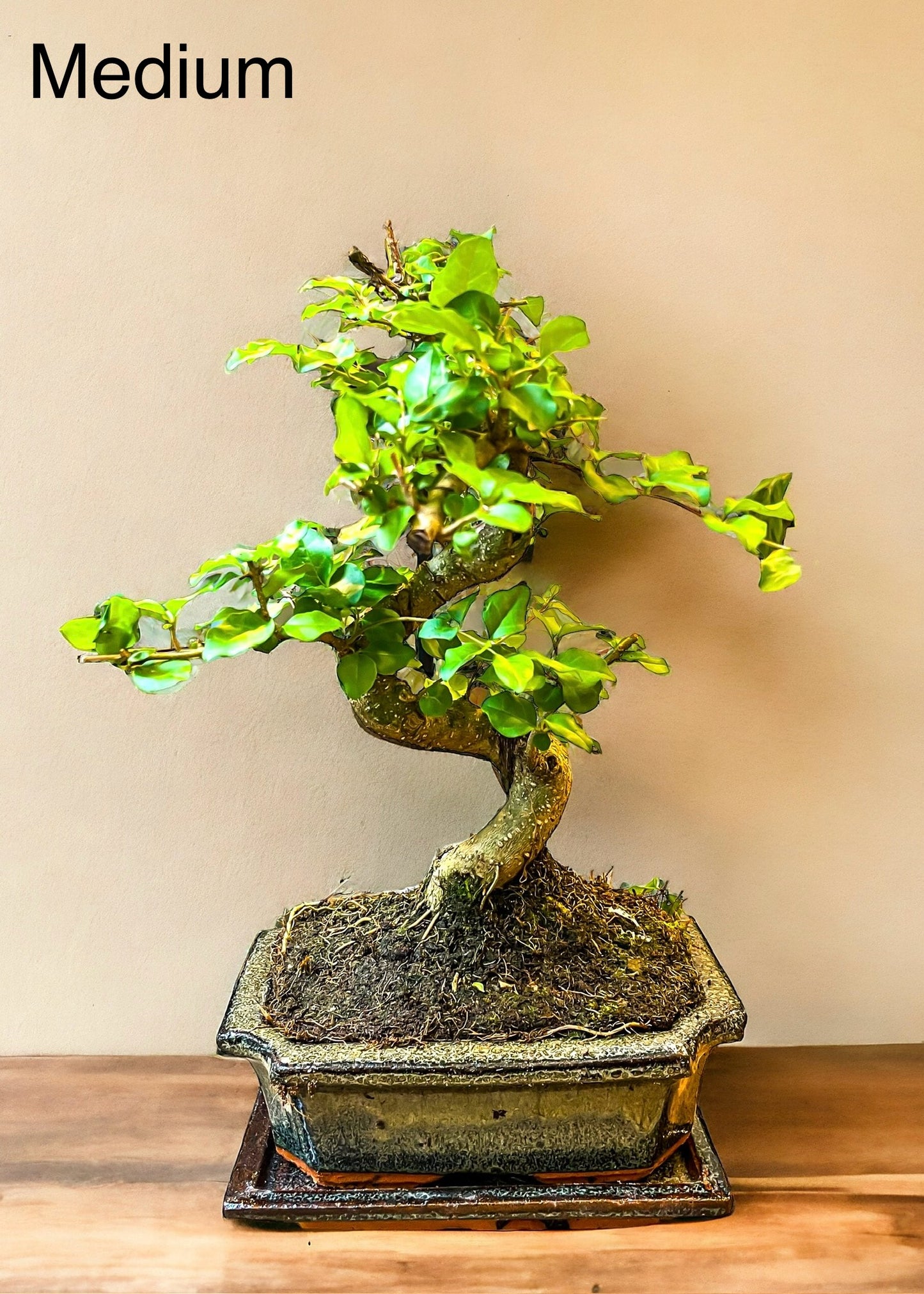 Ligustrum Bonsai | Moyogi-stijl (S-vormige, informele rechtopstaande stijl)