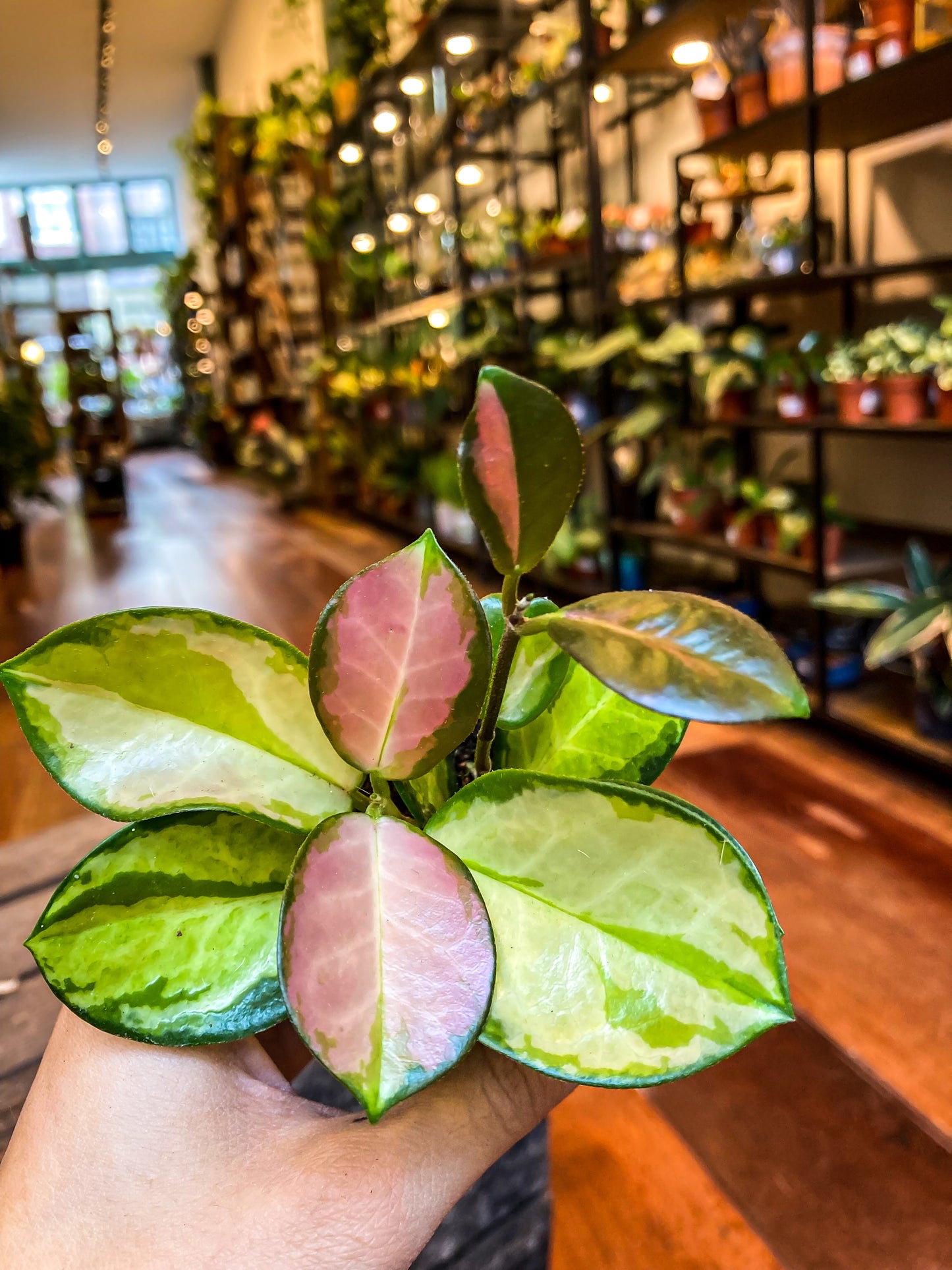 Hoya Flamingo Dream
