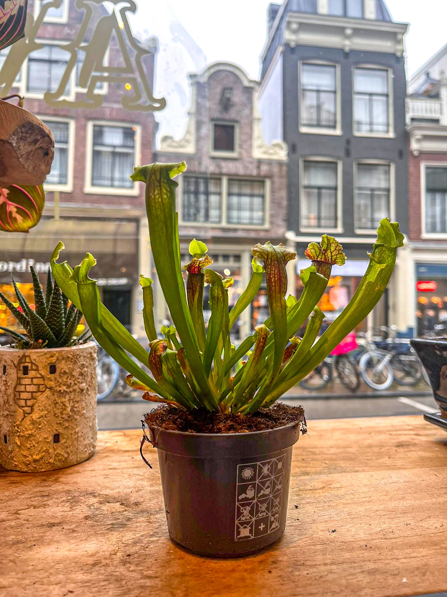Carnivorous Plants - Trumpet pitchers | Sarracenia