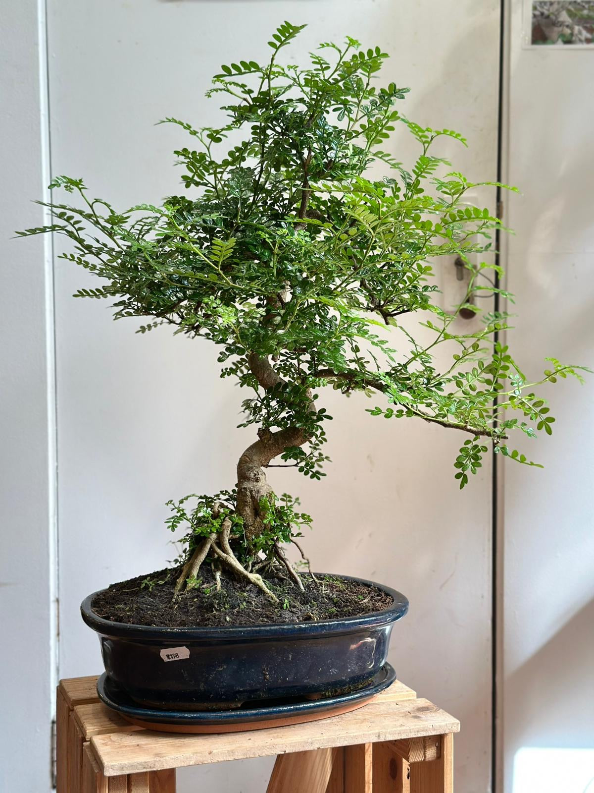 Large Chinese Pepper Tree