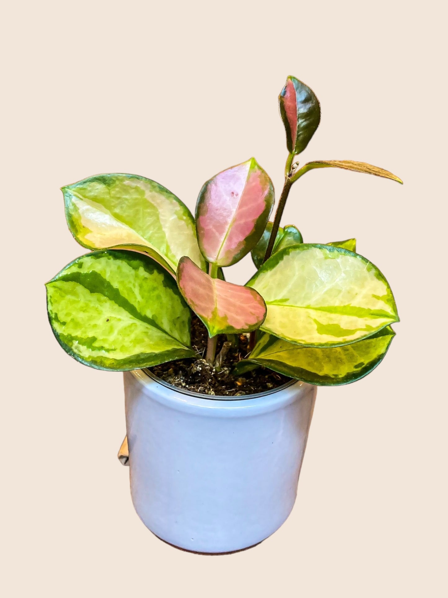 Hoya Flamingo Dream