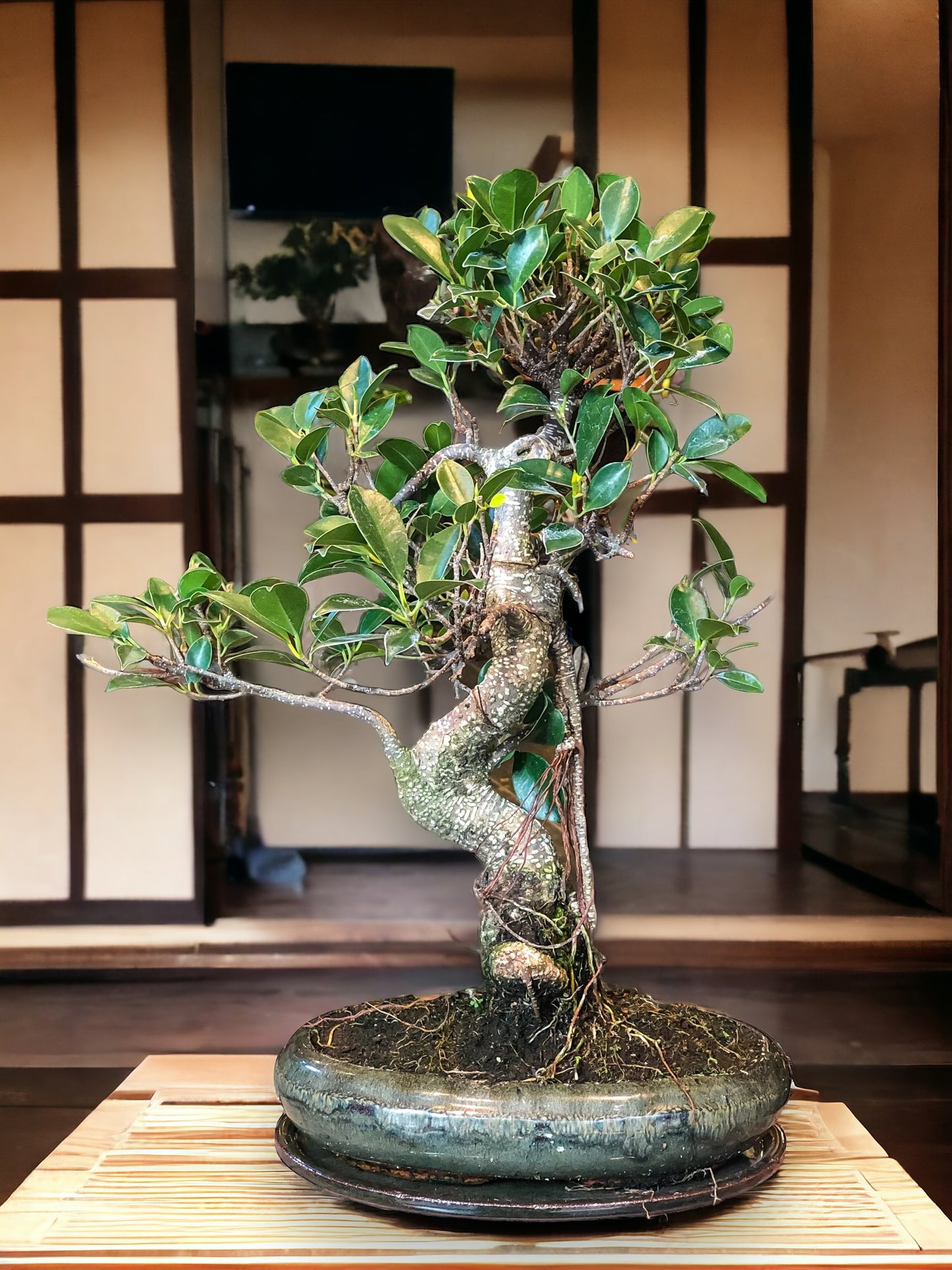 Ficus Bonsai (L) | Moyogi-stijl (S-vormig)