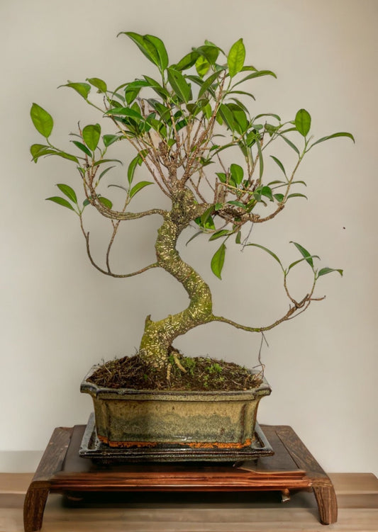 Ficus Bonsai | Moyogi Style (S-shaped)