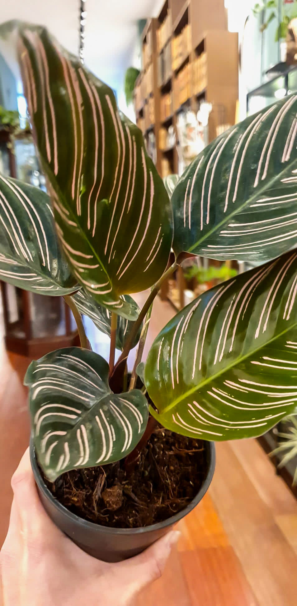 Calathea sanderiana Ornata
