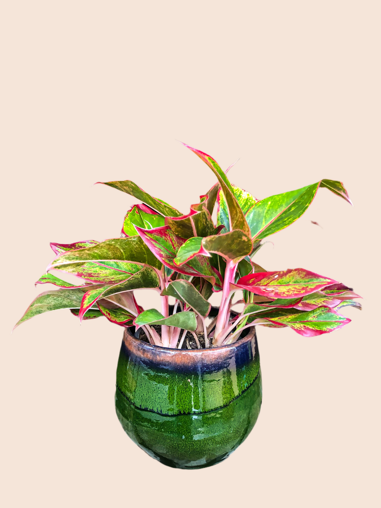 Aglaonema Crète