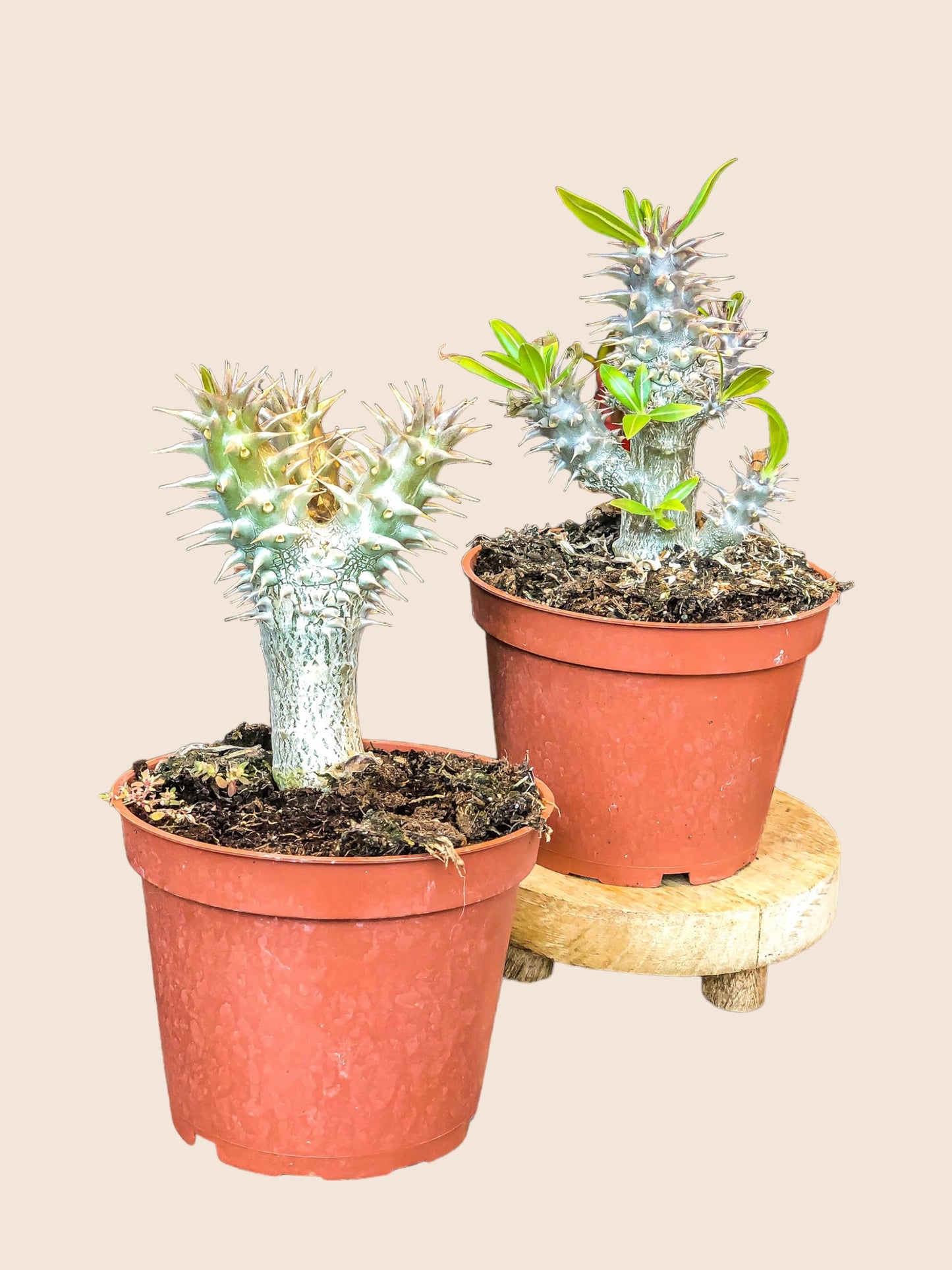 Pachypodium Densiflorum