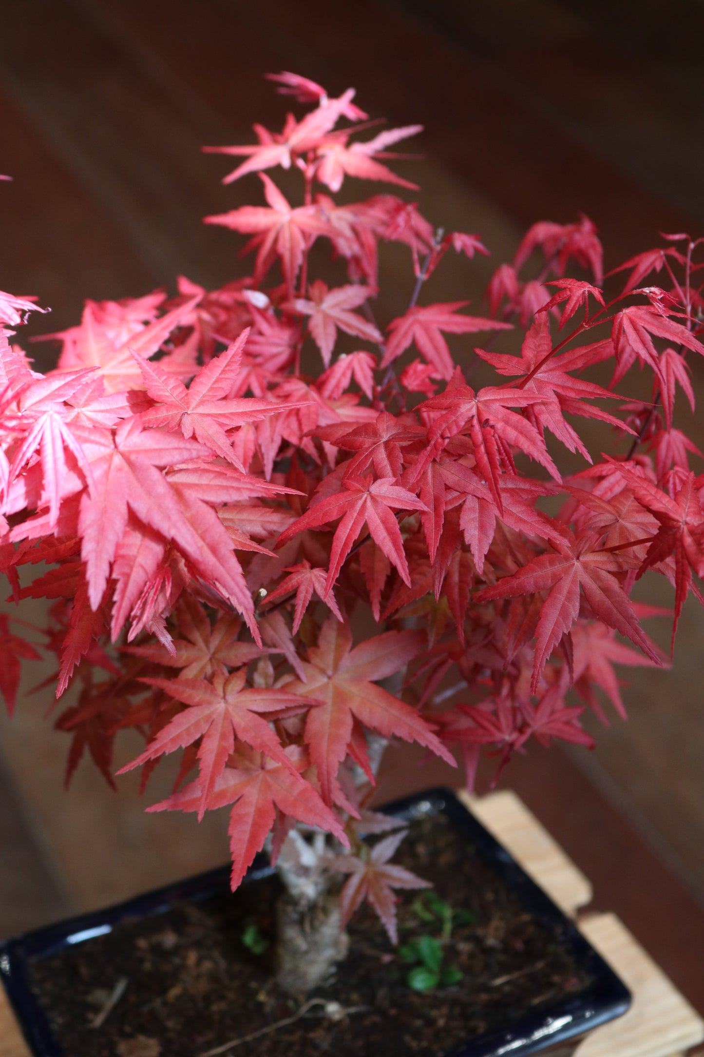Acer (maple) Bonsai