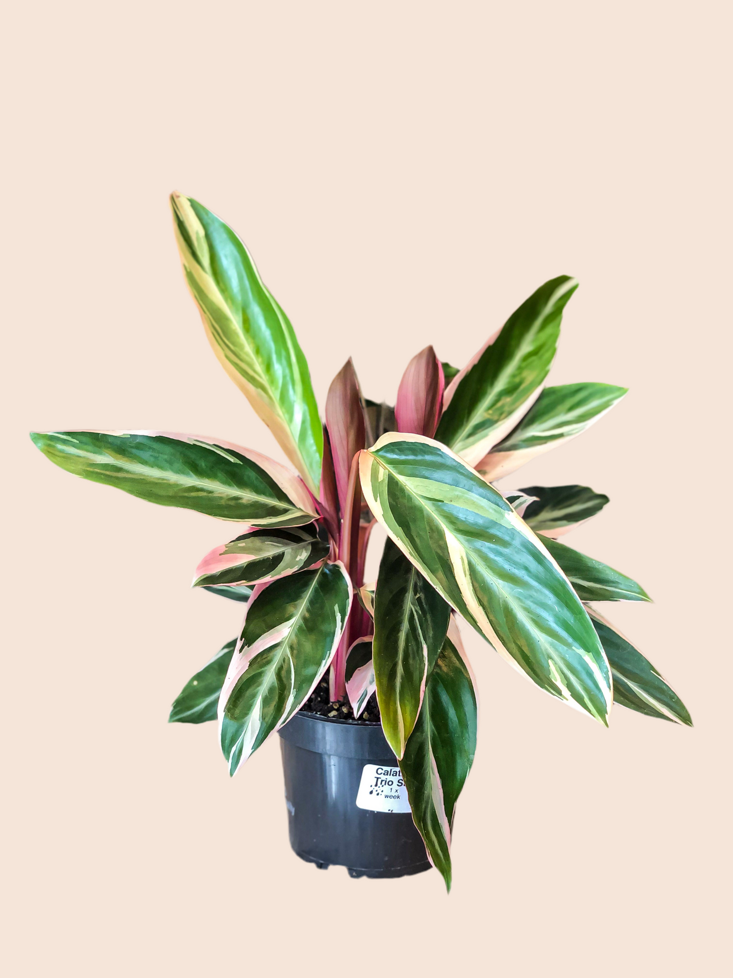 Stromanthe Sanguinea ‘Triostar’