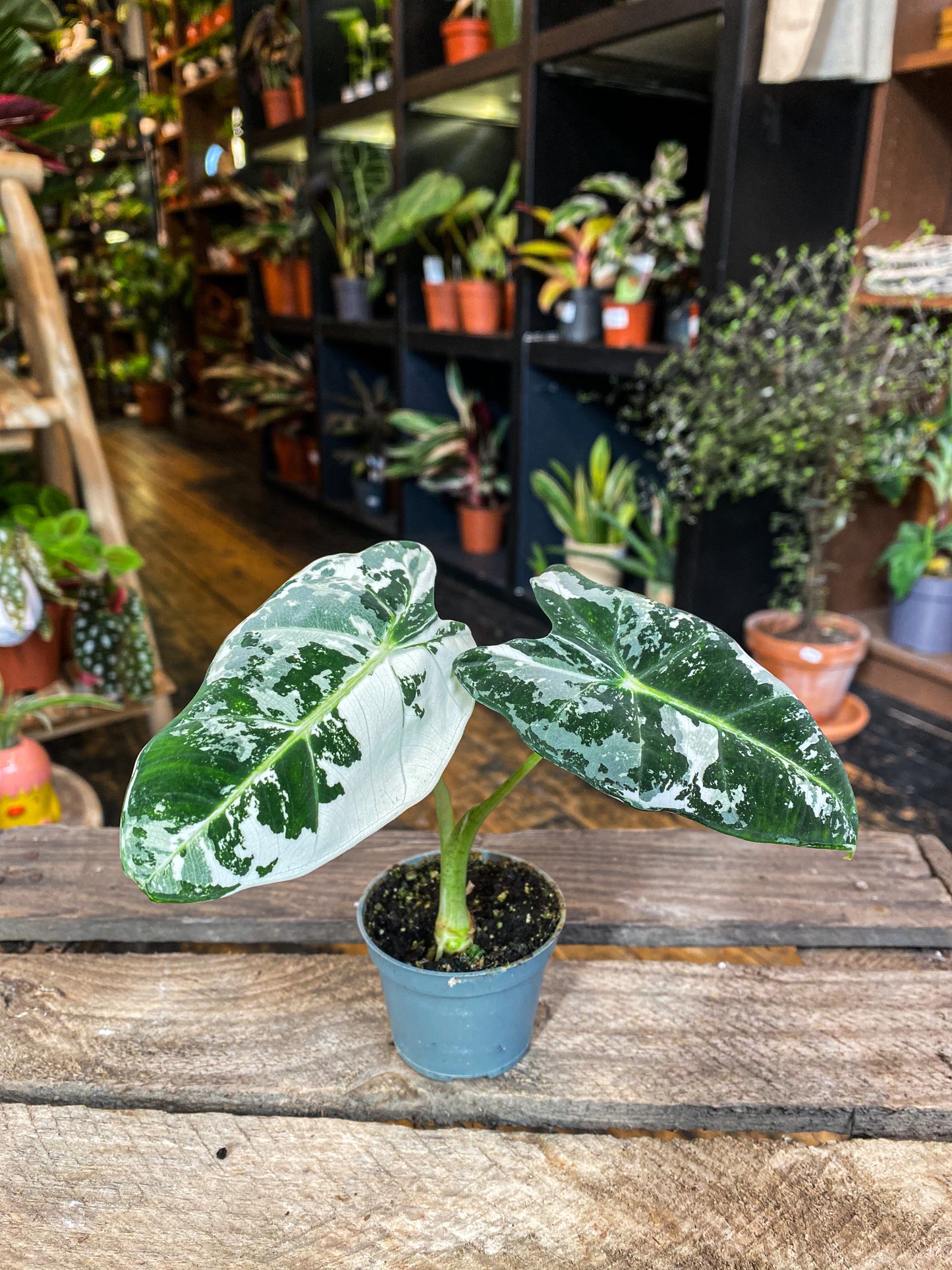 Alocasia Frydek Variegata
