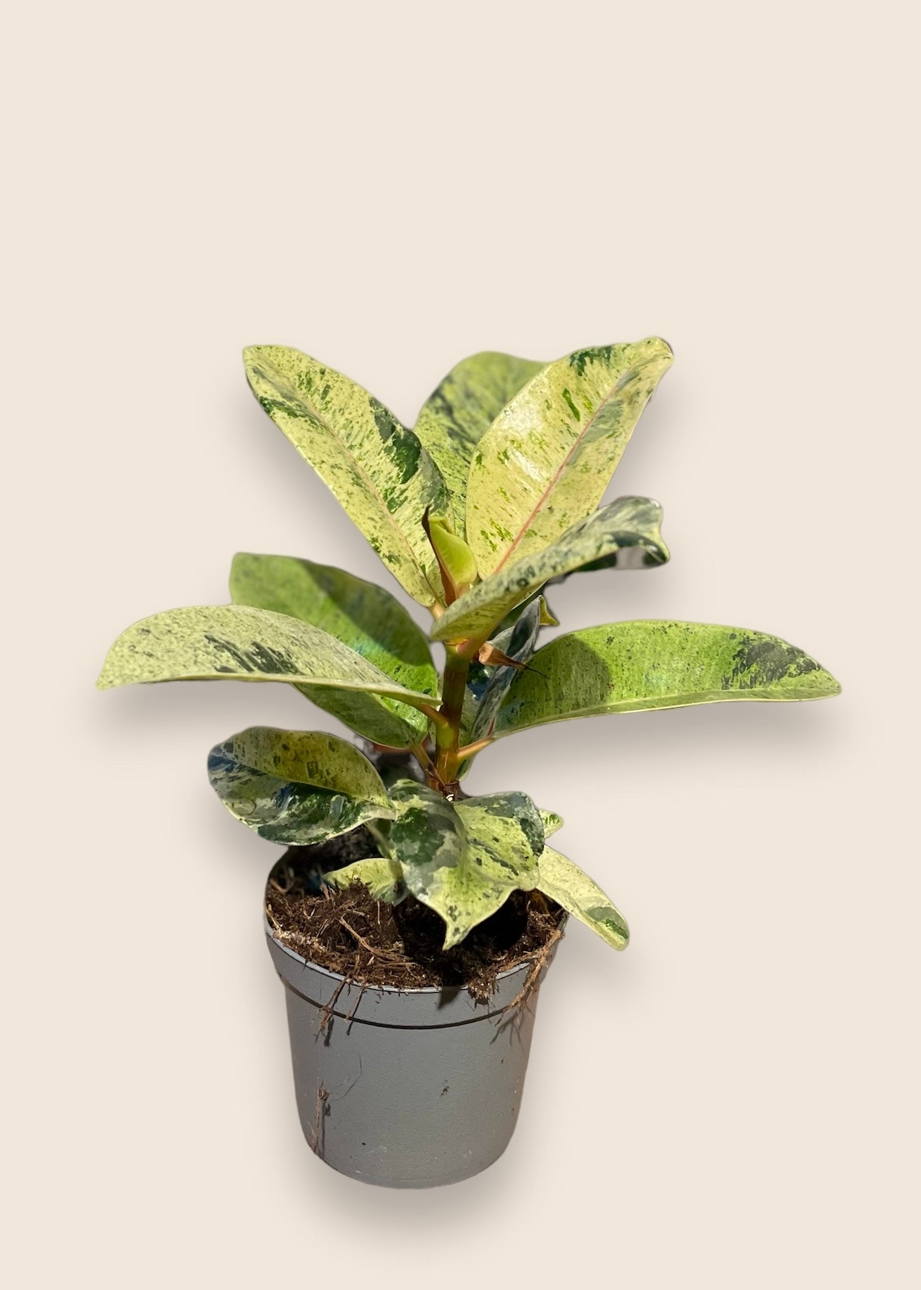 Ficus Elastica Shivereana