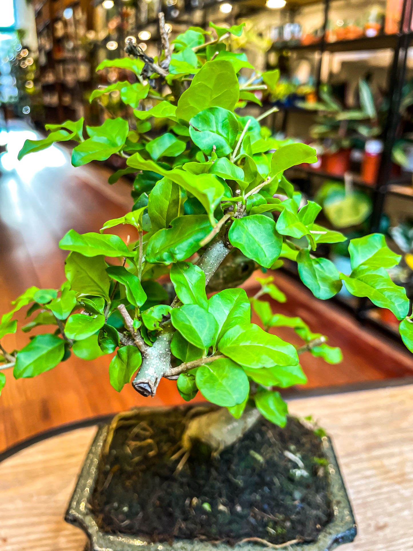 Ligustrum Bonsai | Moyogi-stijl (S-vormige, informele rechtopstaande stijl)