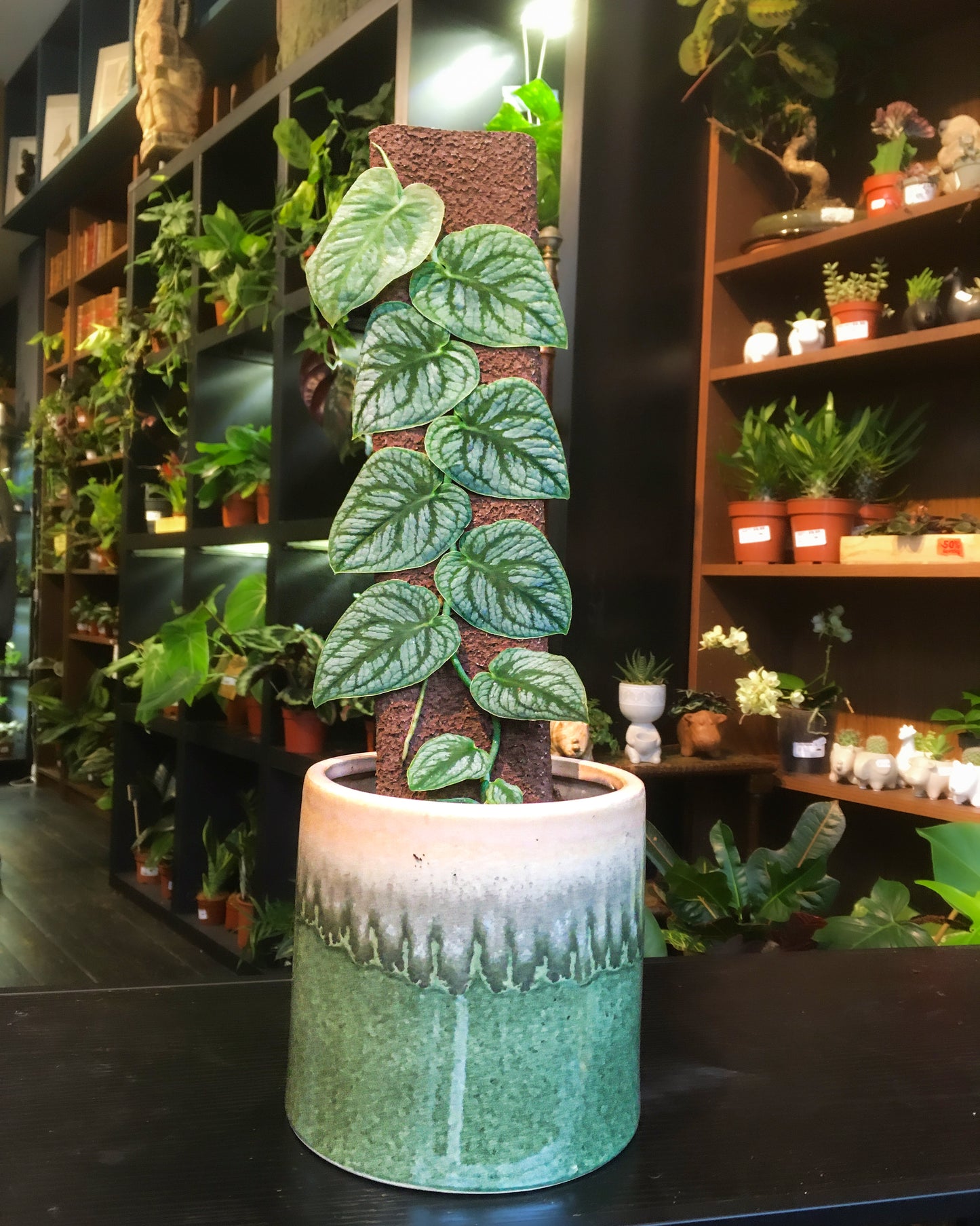 Monstera Dubia