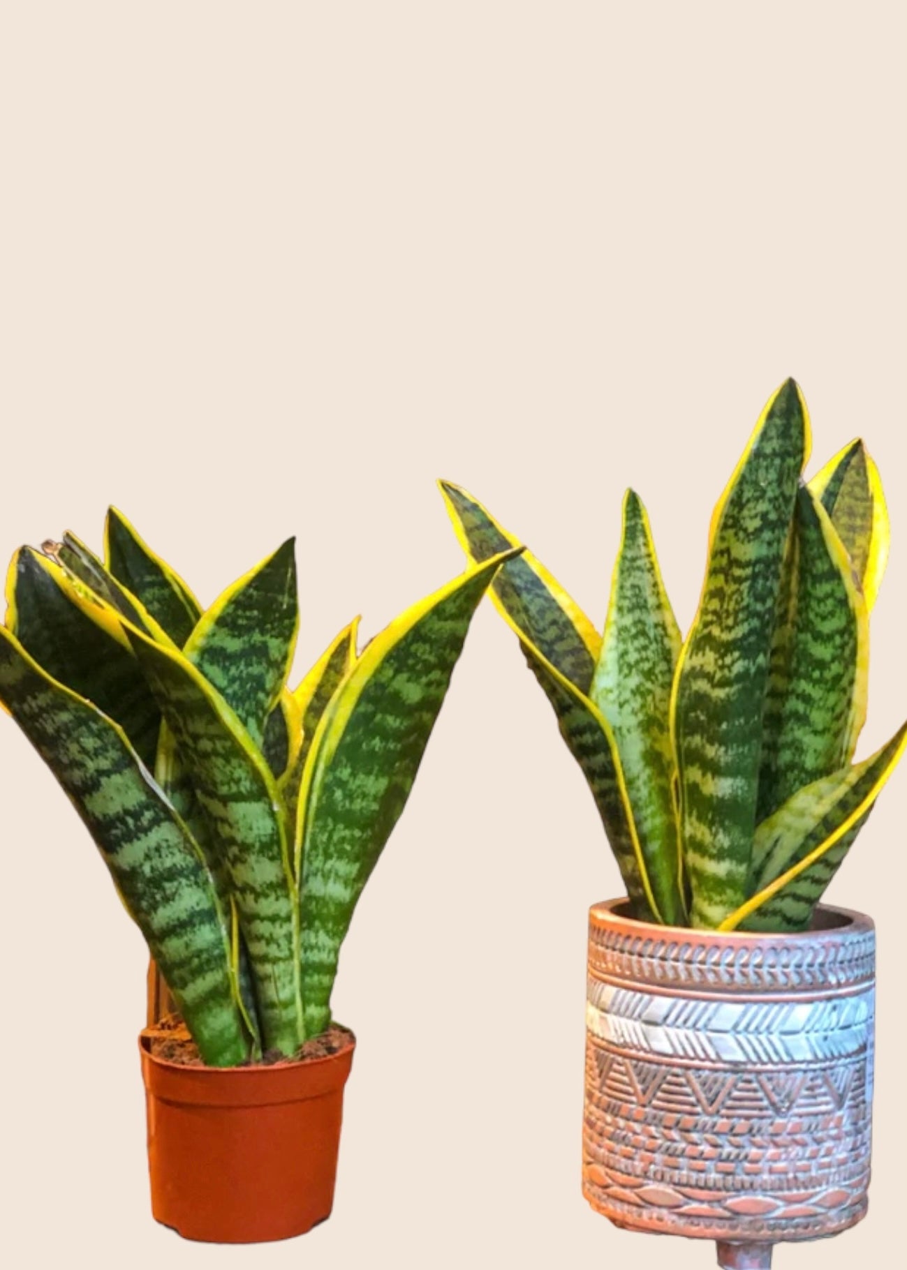 Snake plant