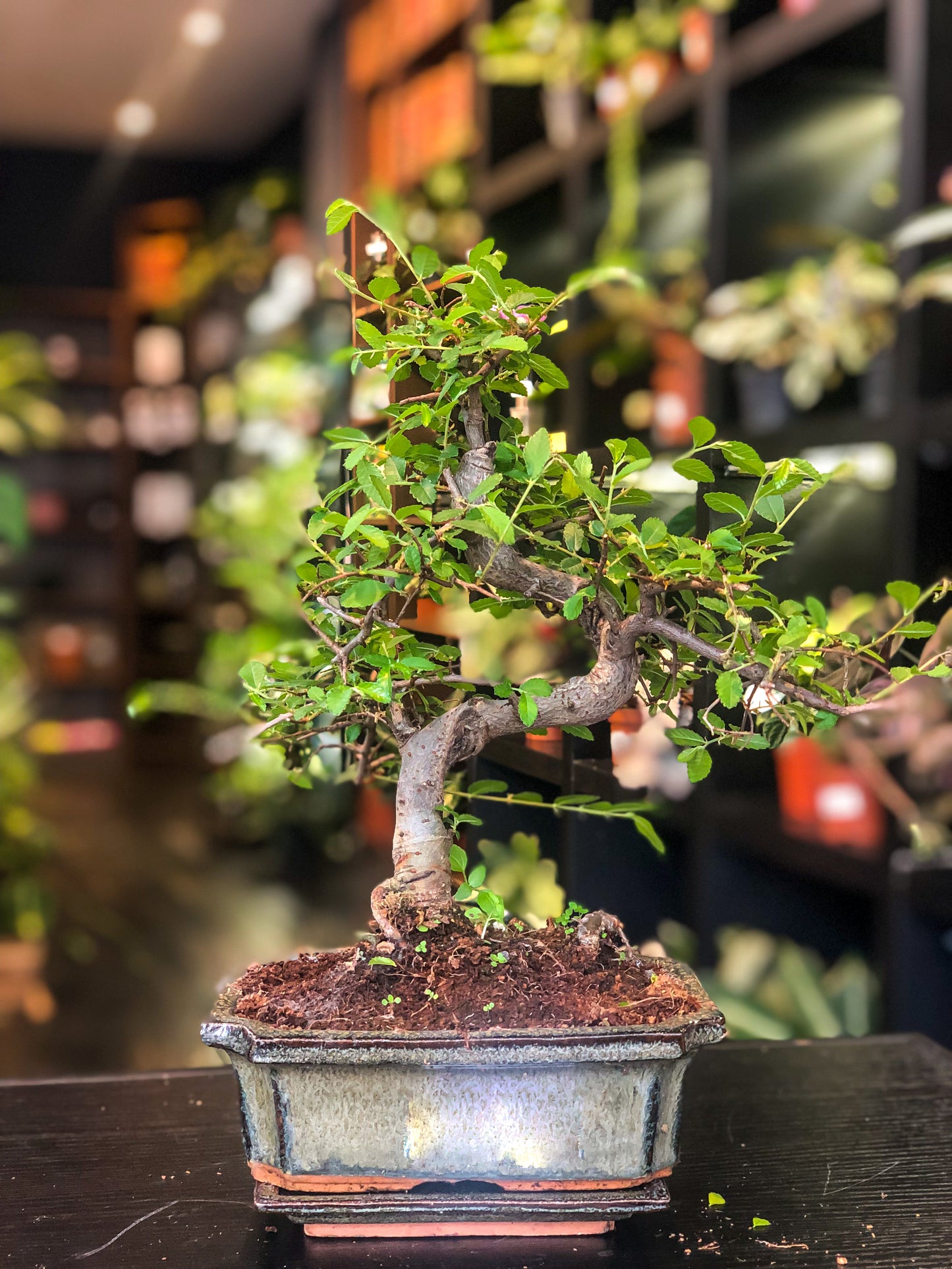 Chinese Elm Bonsai | Moyogi Style (S-shaped, Informal Upright Style)