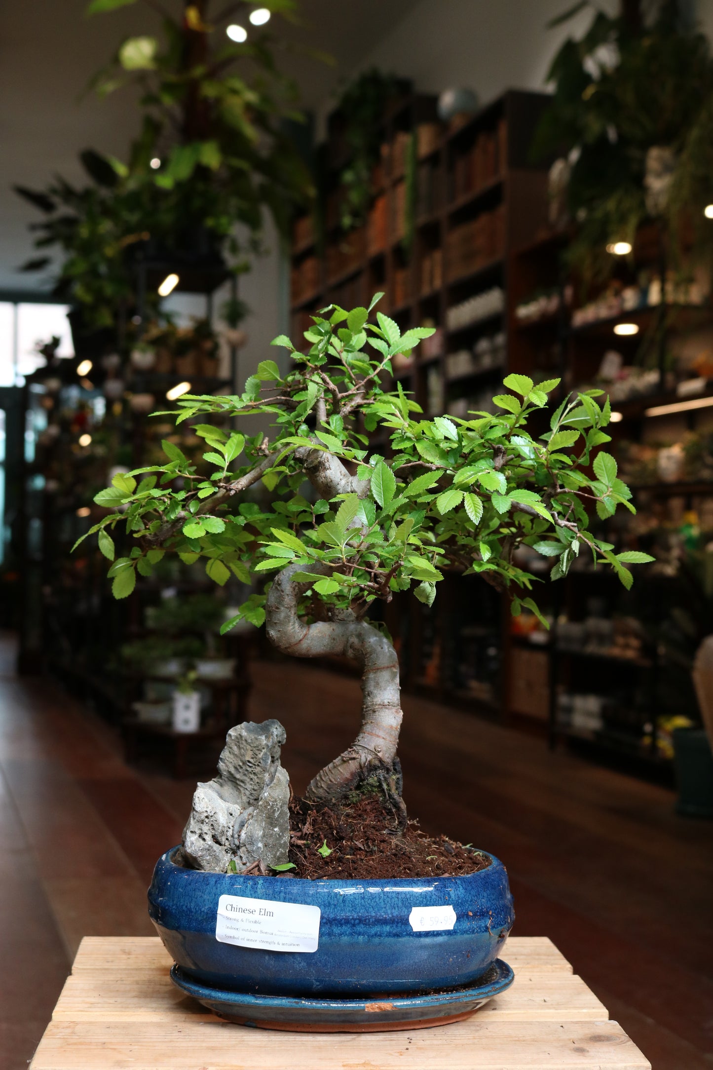 Chinese Elm Bonsai | Moyogi style (S-shaped, informal upright style) with rock