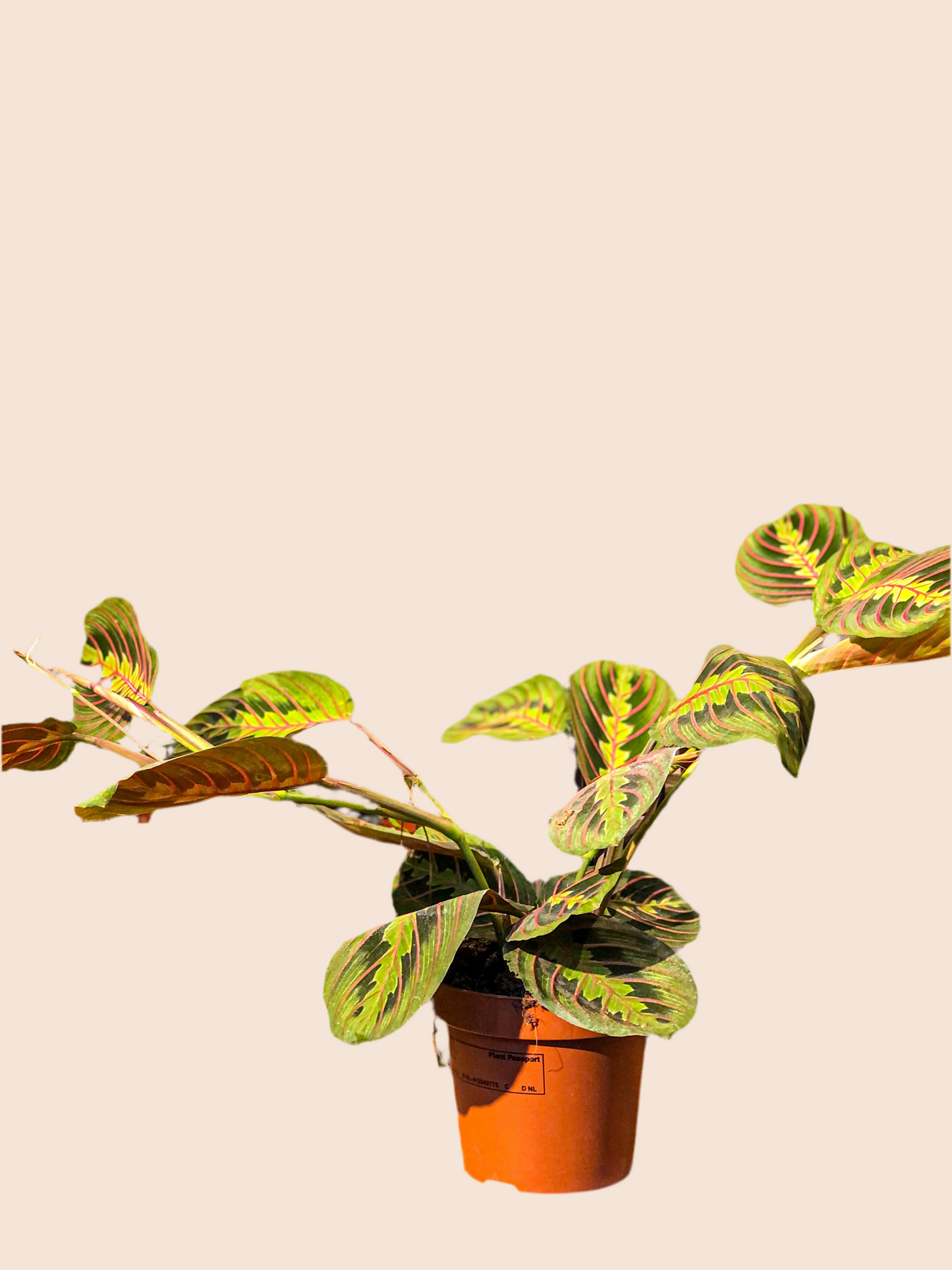 Maranta Fascinator