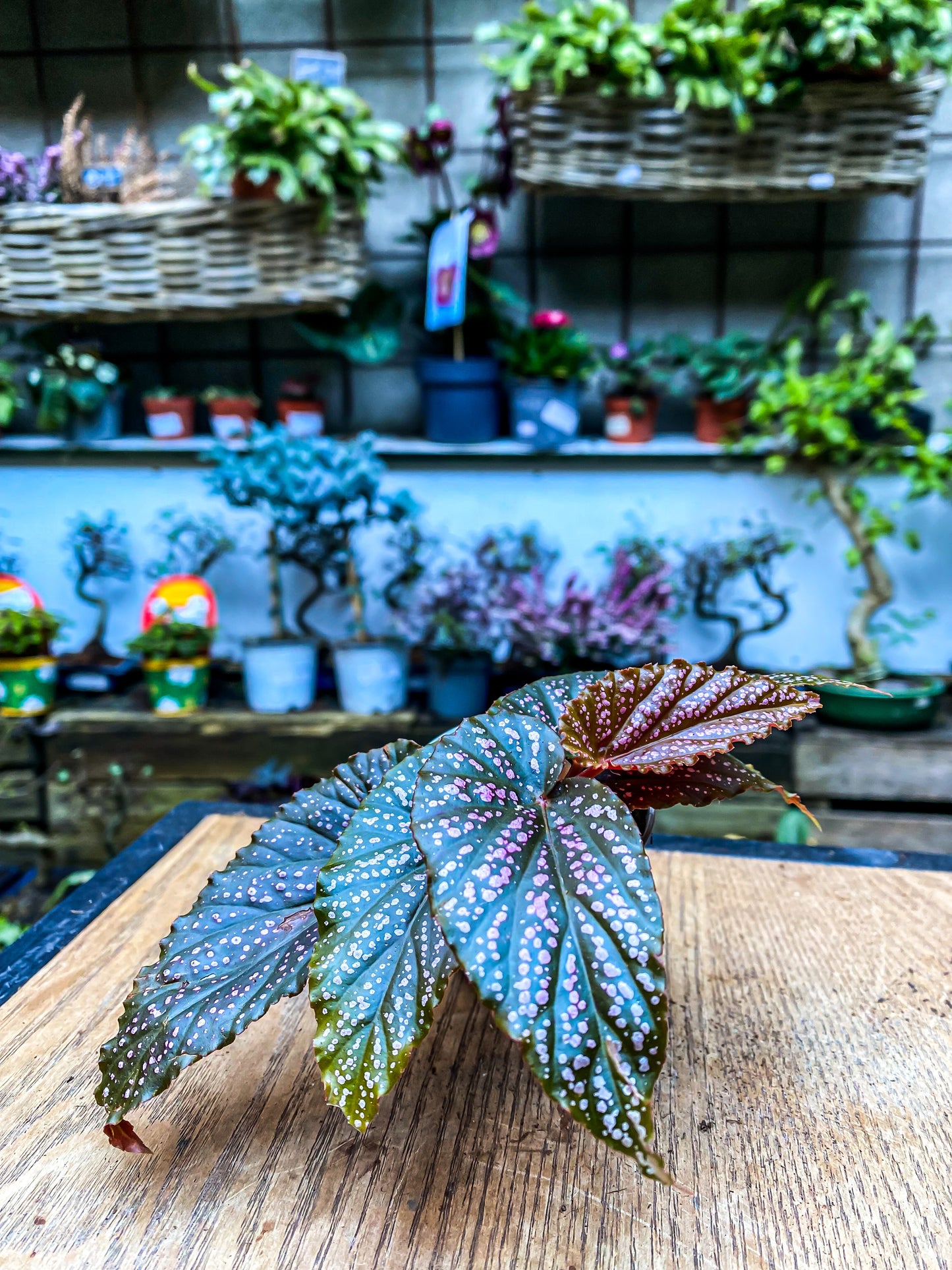 Begonia Pink Spot