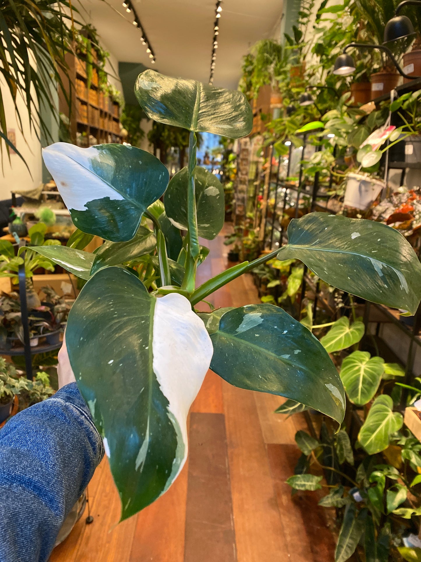 Philodendron White Princess