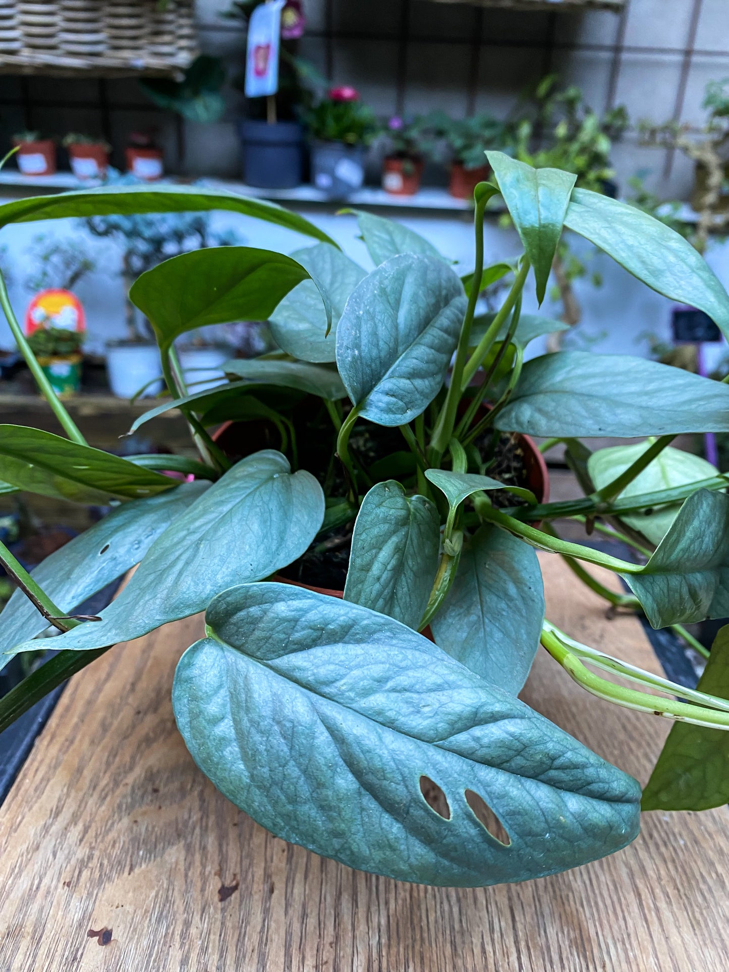 Epipremnum Pinnatum “Cebu Blue”