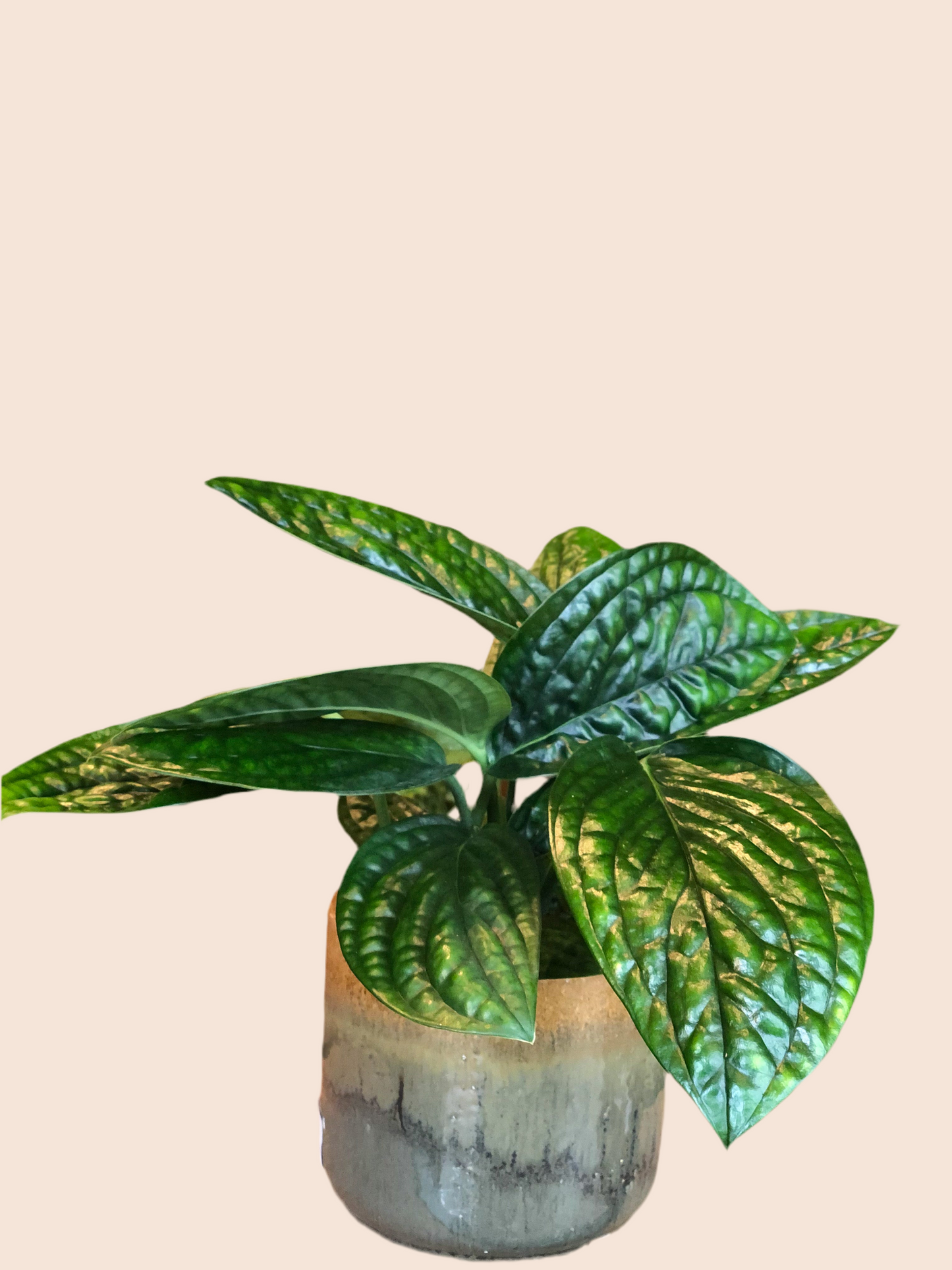 Monstera Peru