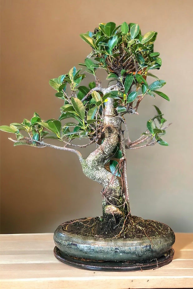 Ficus Bonsai (L) | Moyogi-stijl (S-vormig)