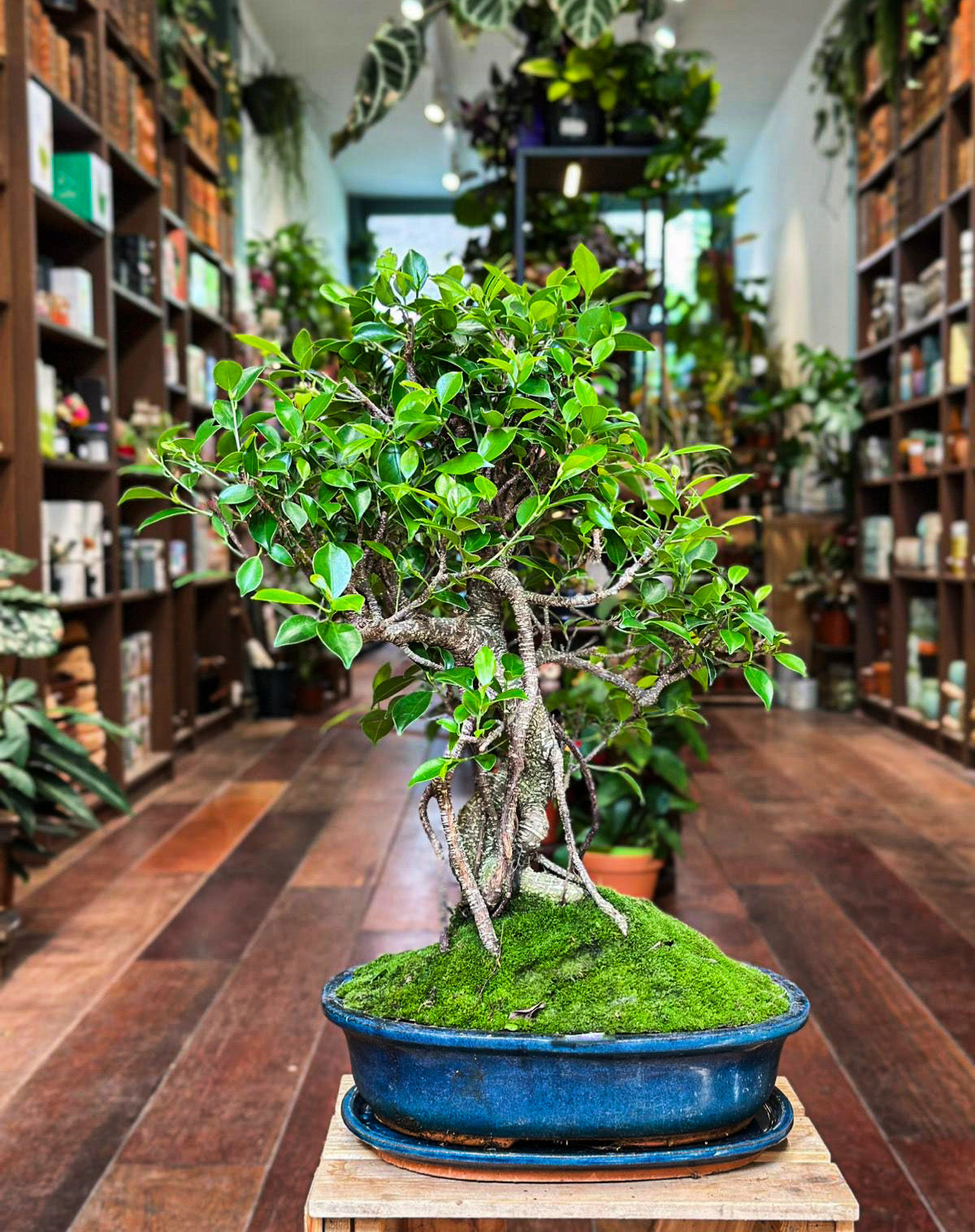 Ficus Bonsai - L with Moss
