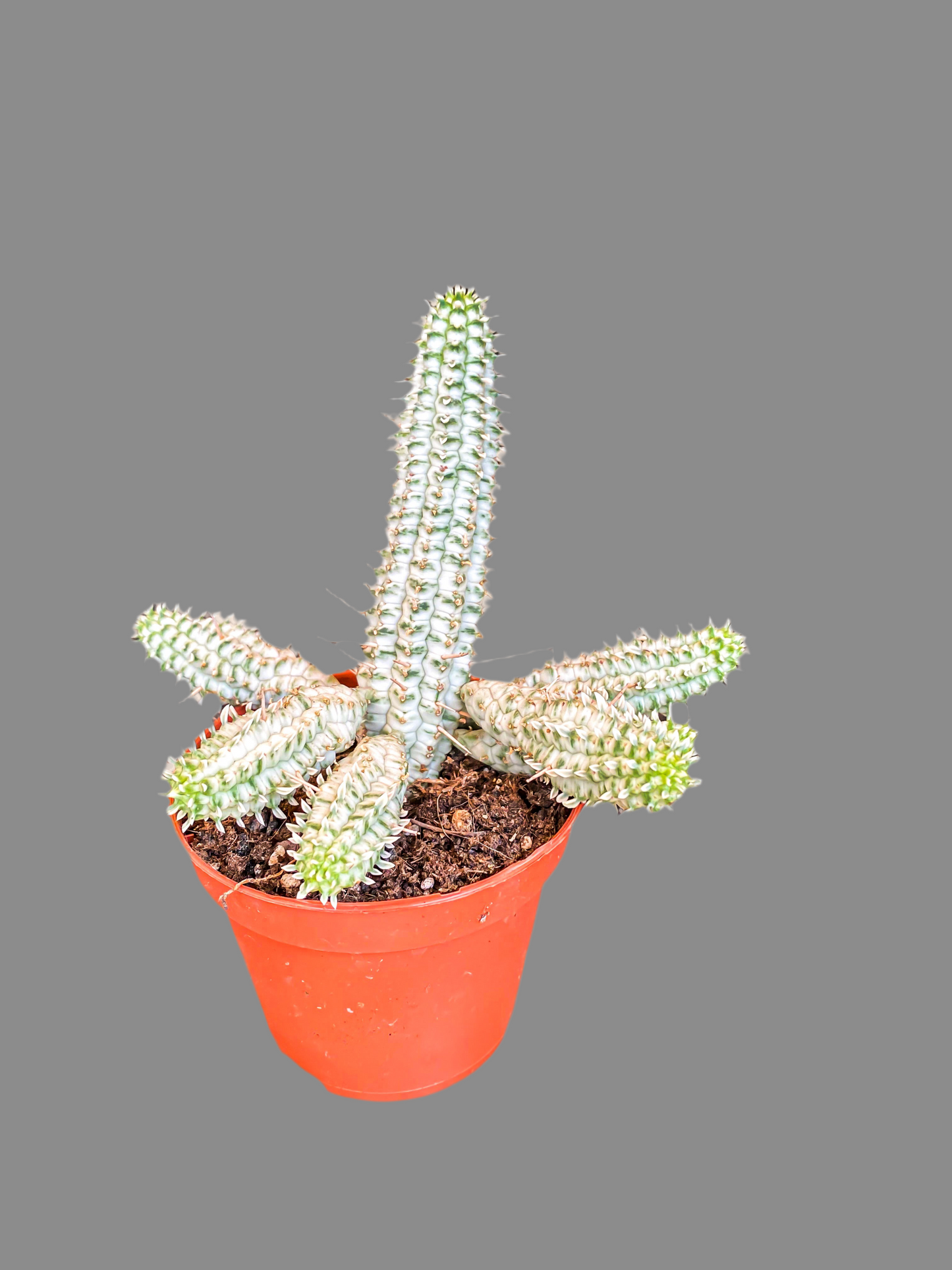 Euphorbia Mammillaris