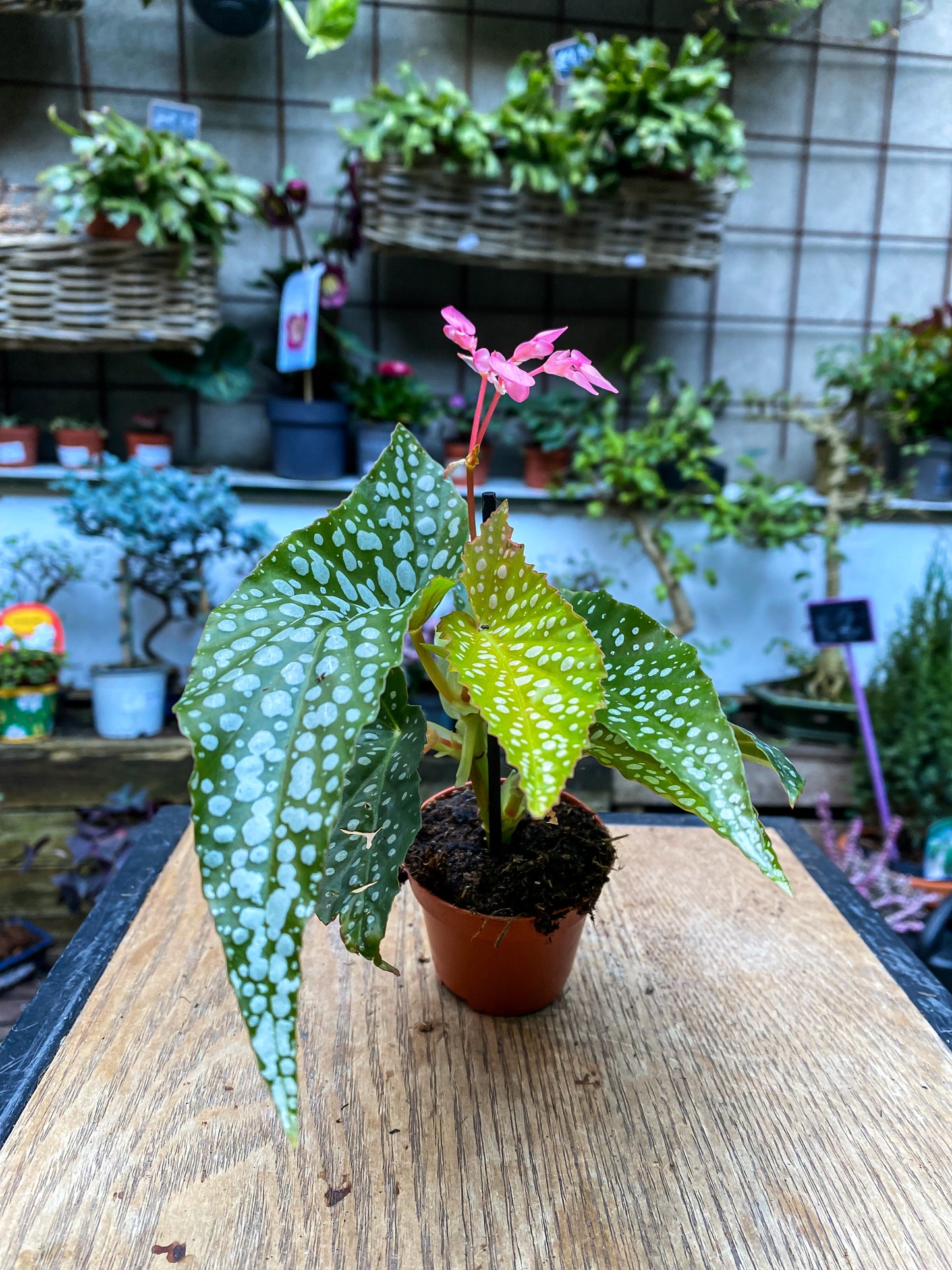 Begonia Maculata mini wings