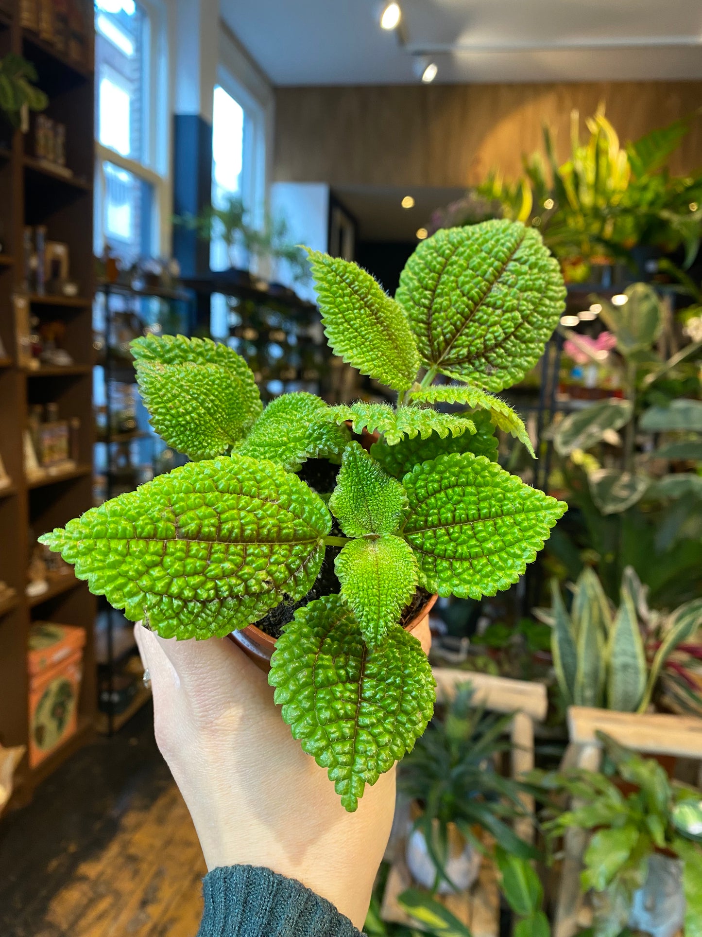 Pilea Moon Valley