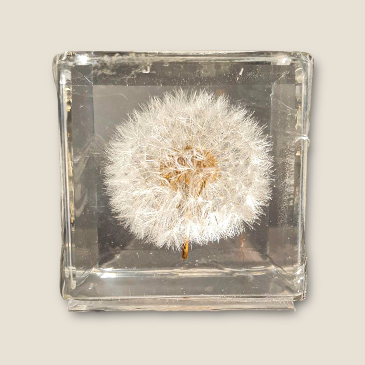 Dandelion in Resin Cube