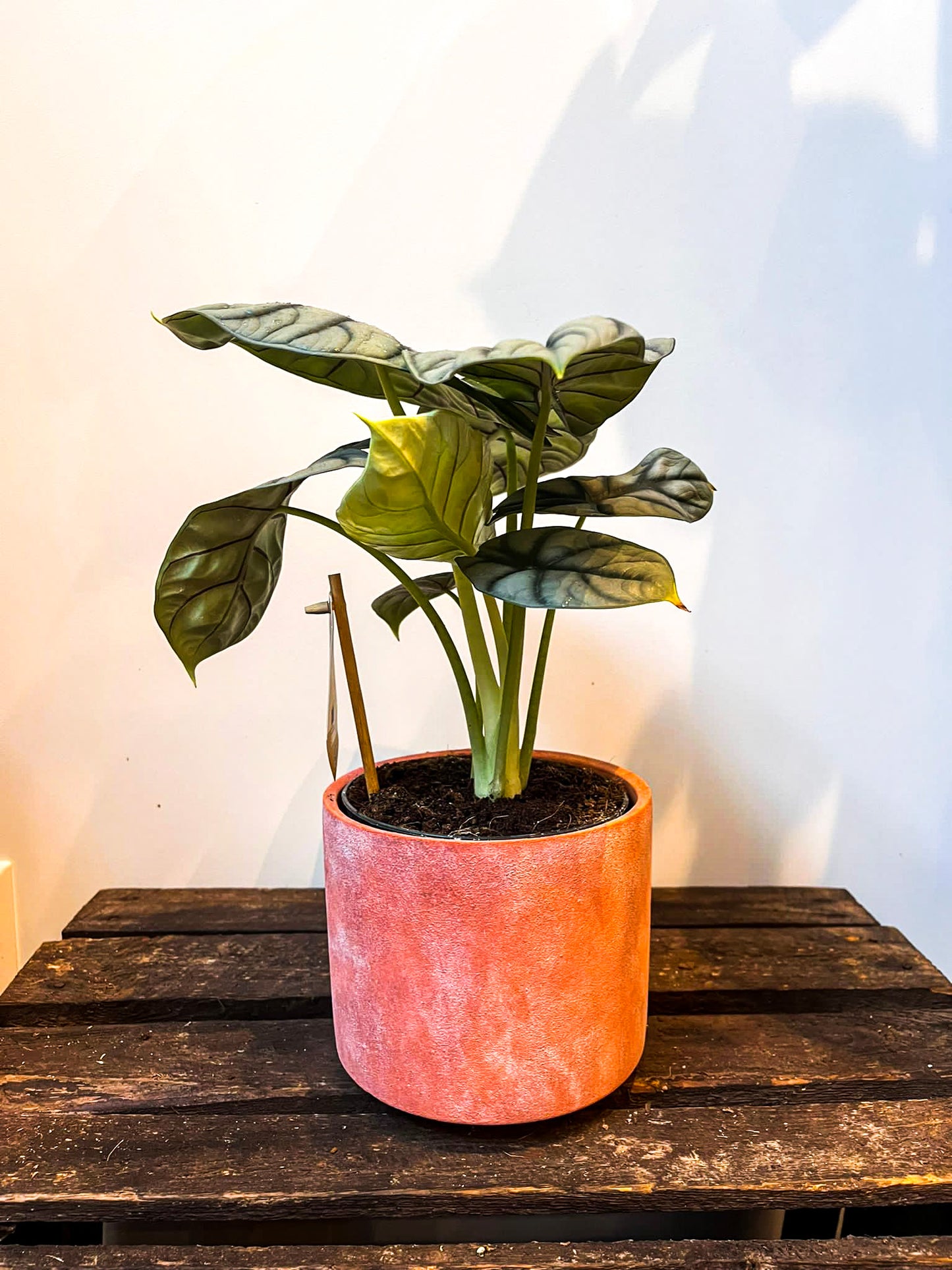 Alocasia Silver Dragon - Medium