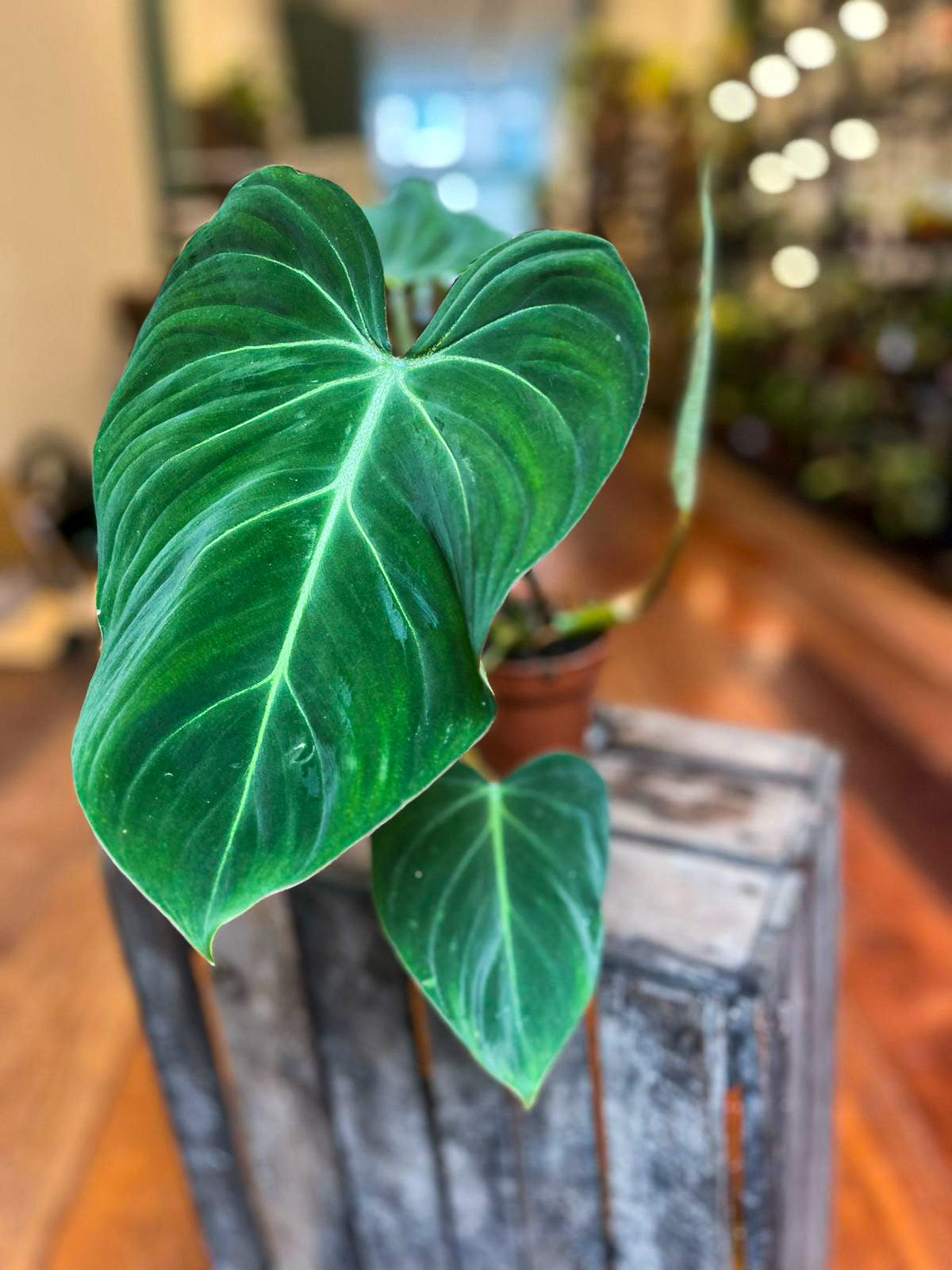 Philodendron Gloriosum