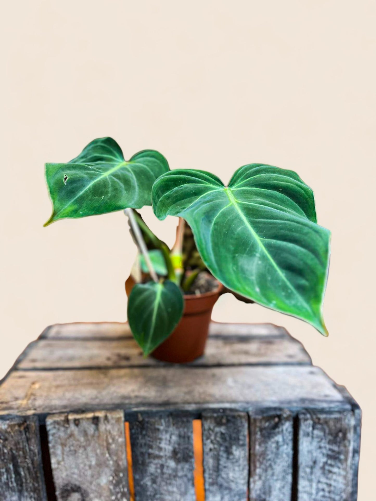 Philodendron Gloriosum
