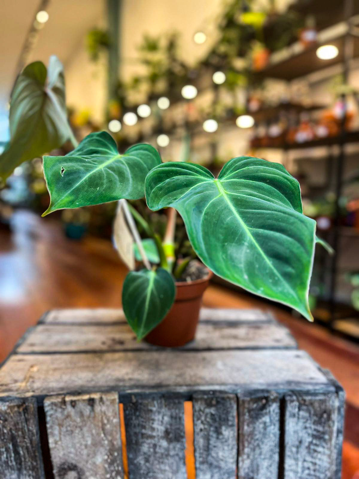 Philodendron Gloriosum