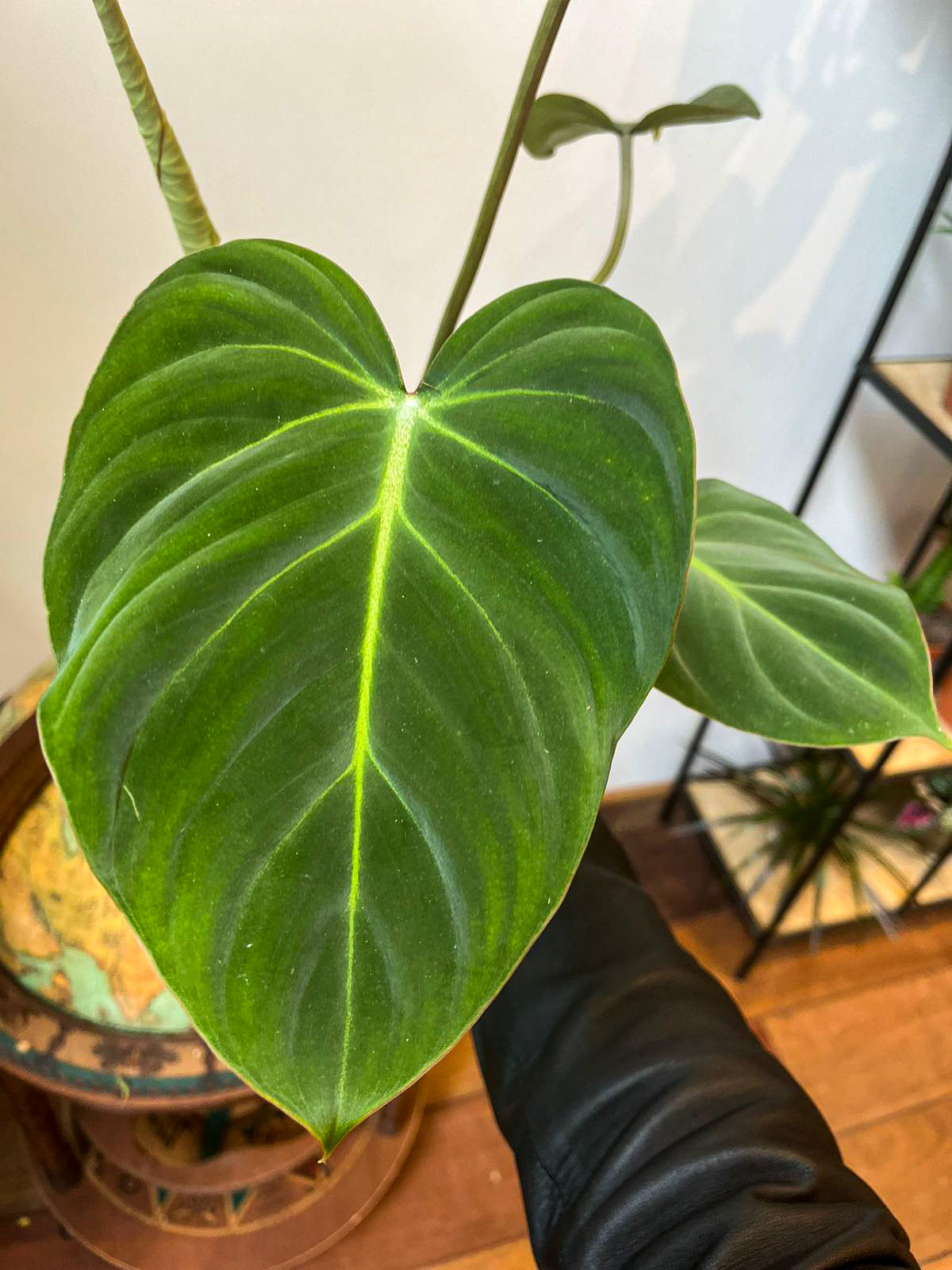 Philodendron Gloriosum