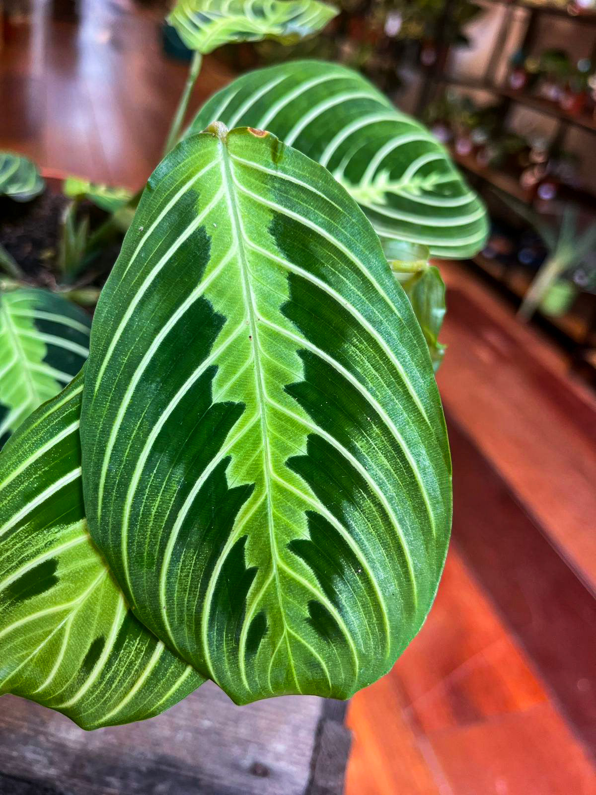 Maranta Lemon Lime