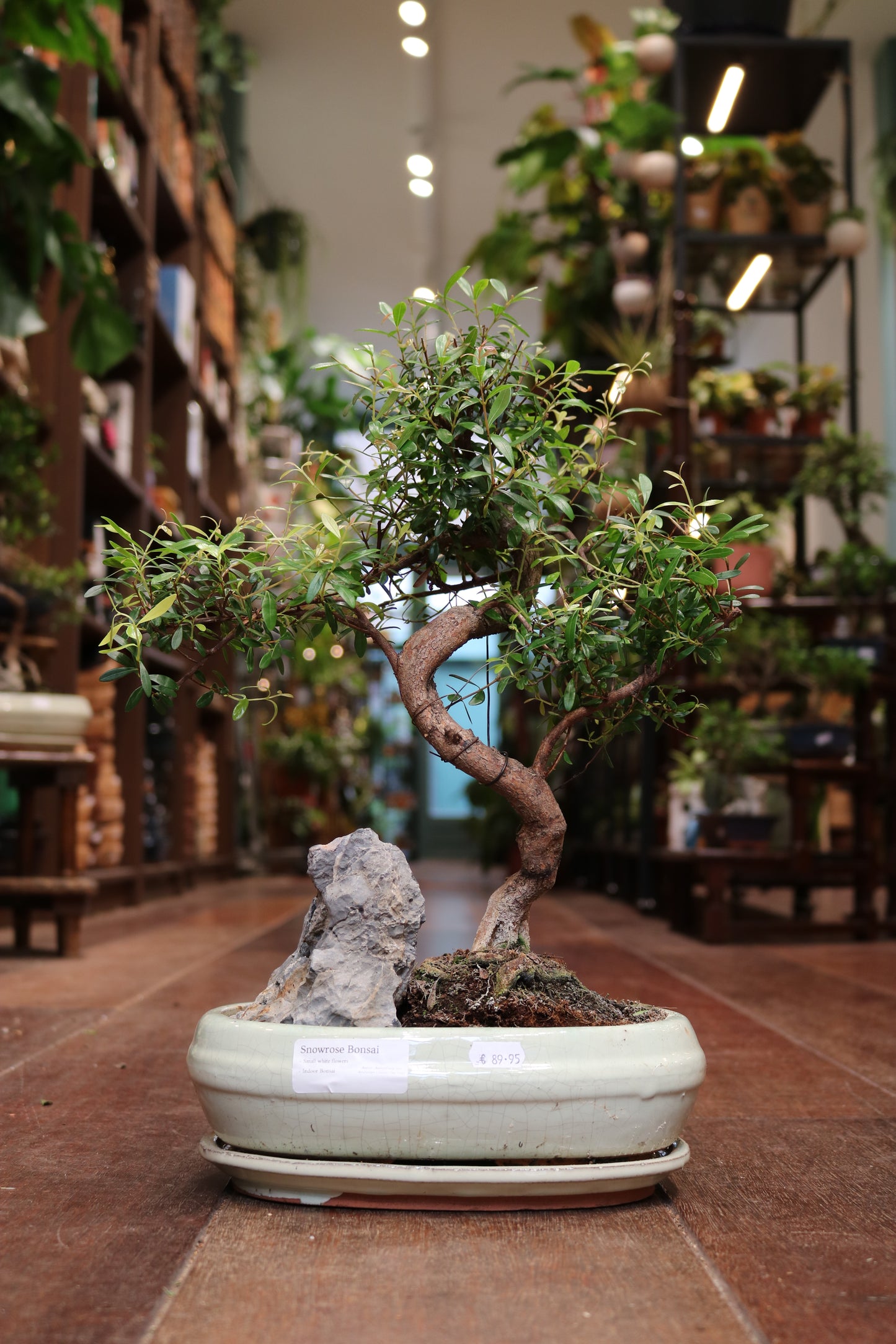 Snow Rose Bonsai | Moyogi Style (S-shaped)