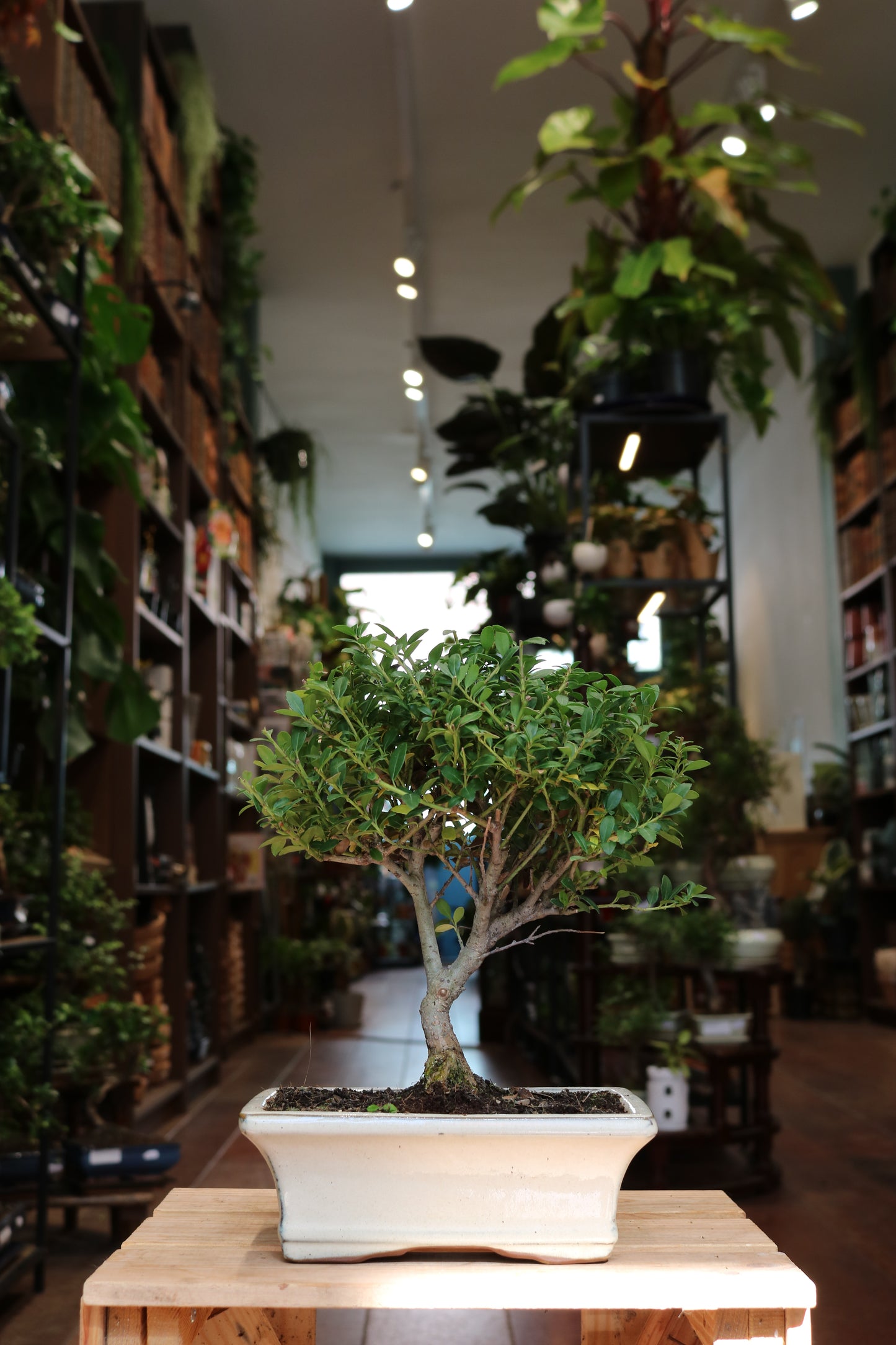 Ilex Bonsai
