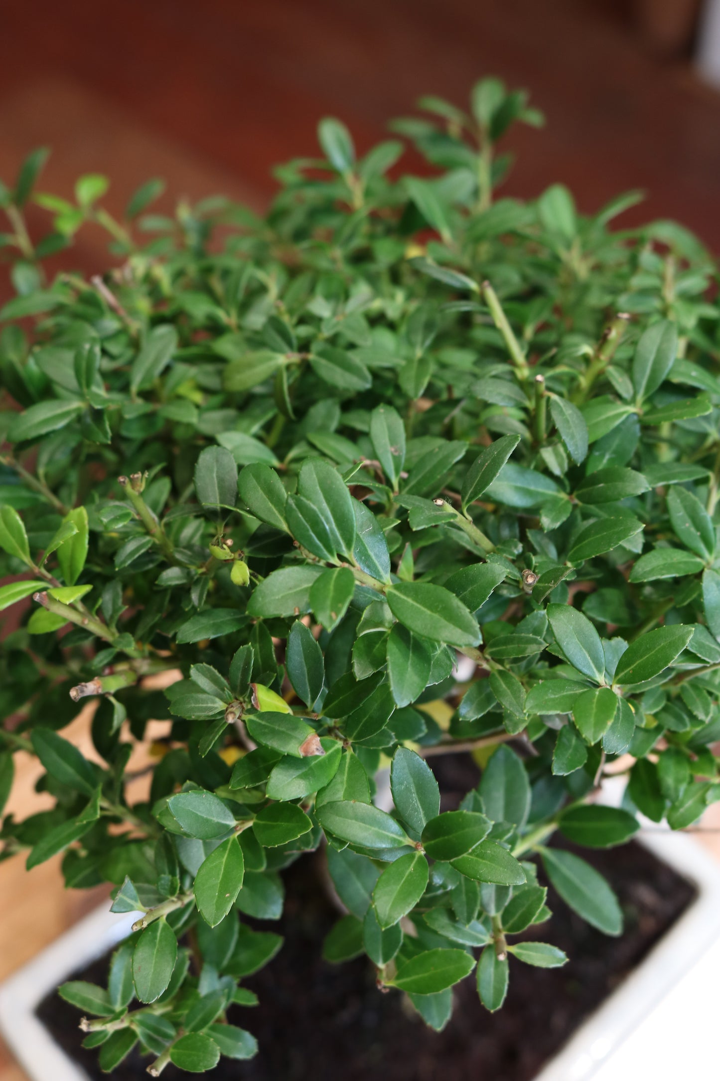 Ilex Bonsai