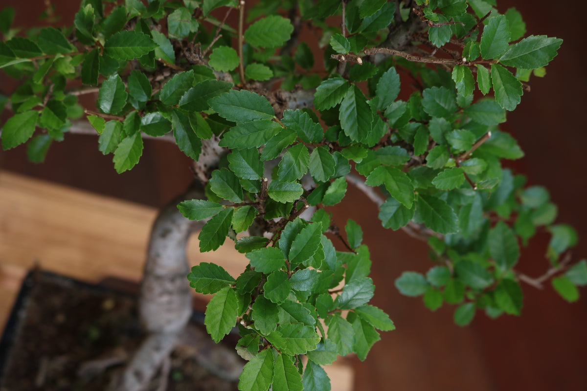 Chinese Elm Bonsai (Extra Large)