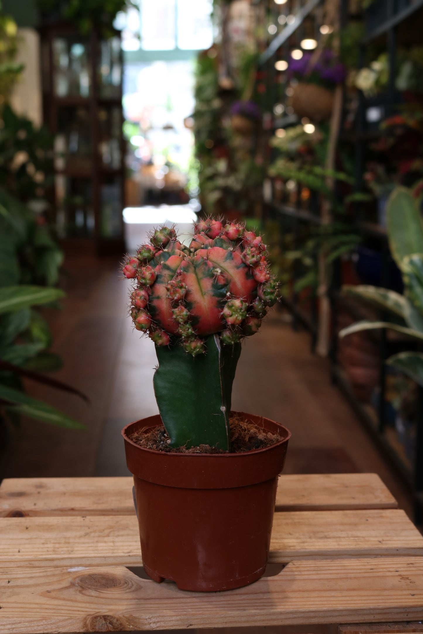 Gymnocalycium mihanovichii 'Moon Cactus'
