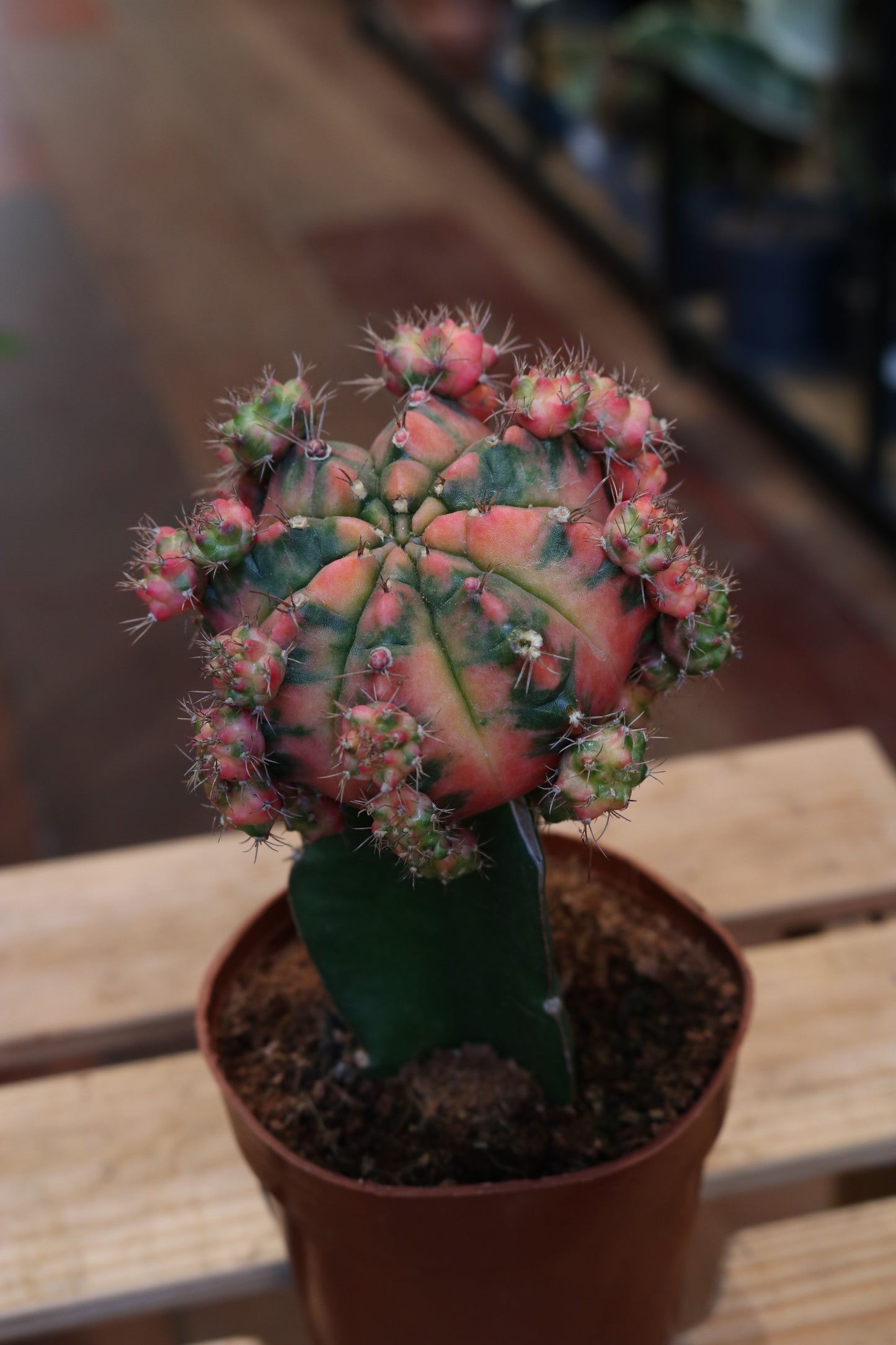 Gymnocalycium mihanovichii "Moon Cactus"