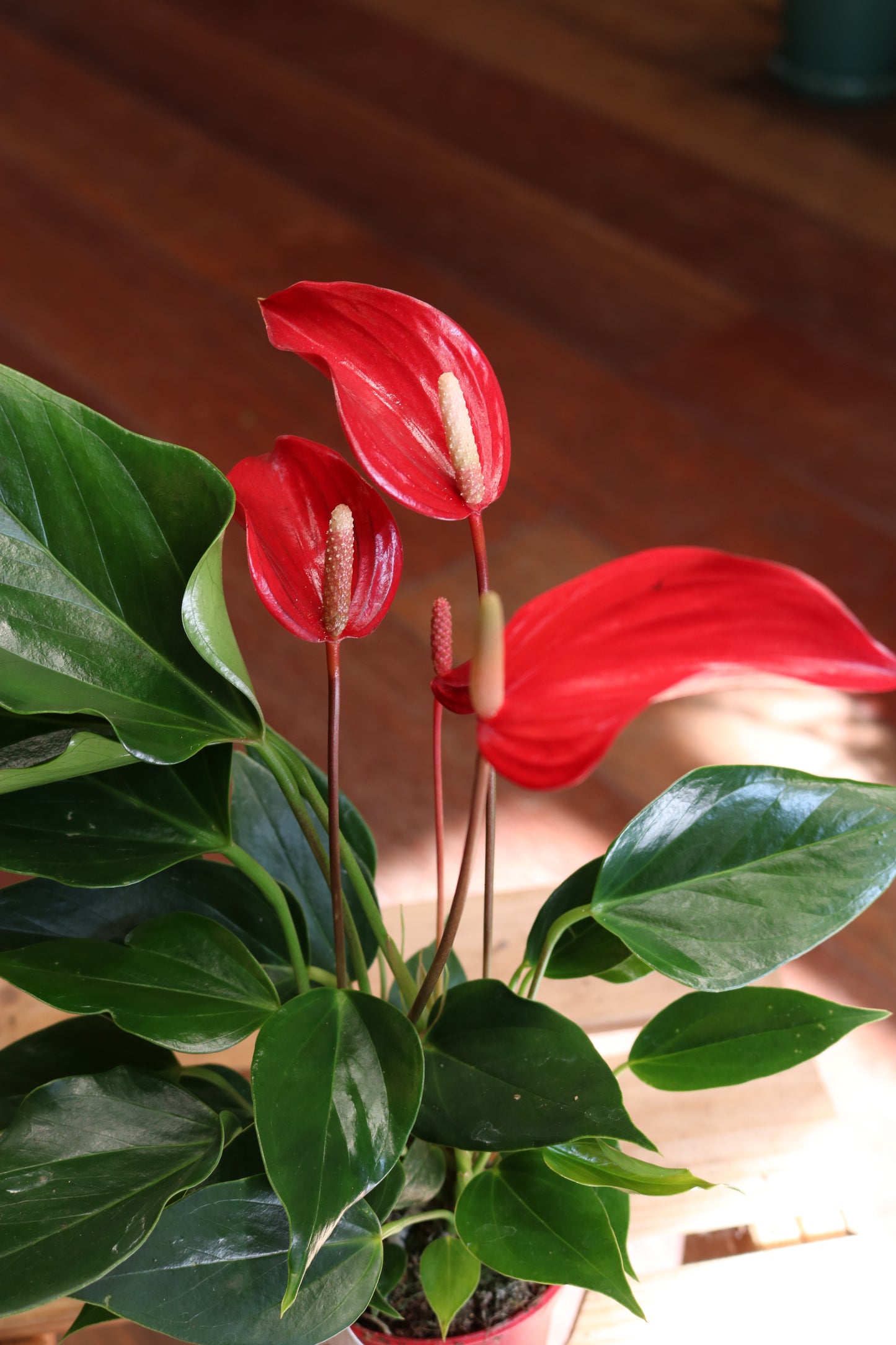 Anthurium 'Spirit'