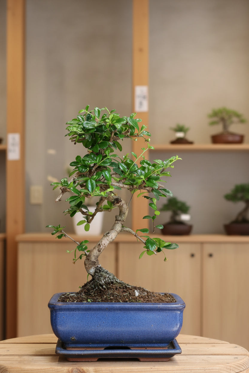 Carmona Bonsai | Moyogi Style (S-shaped, Informal Upright Style) – Avalon