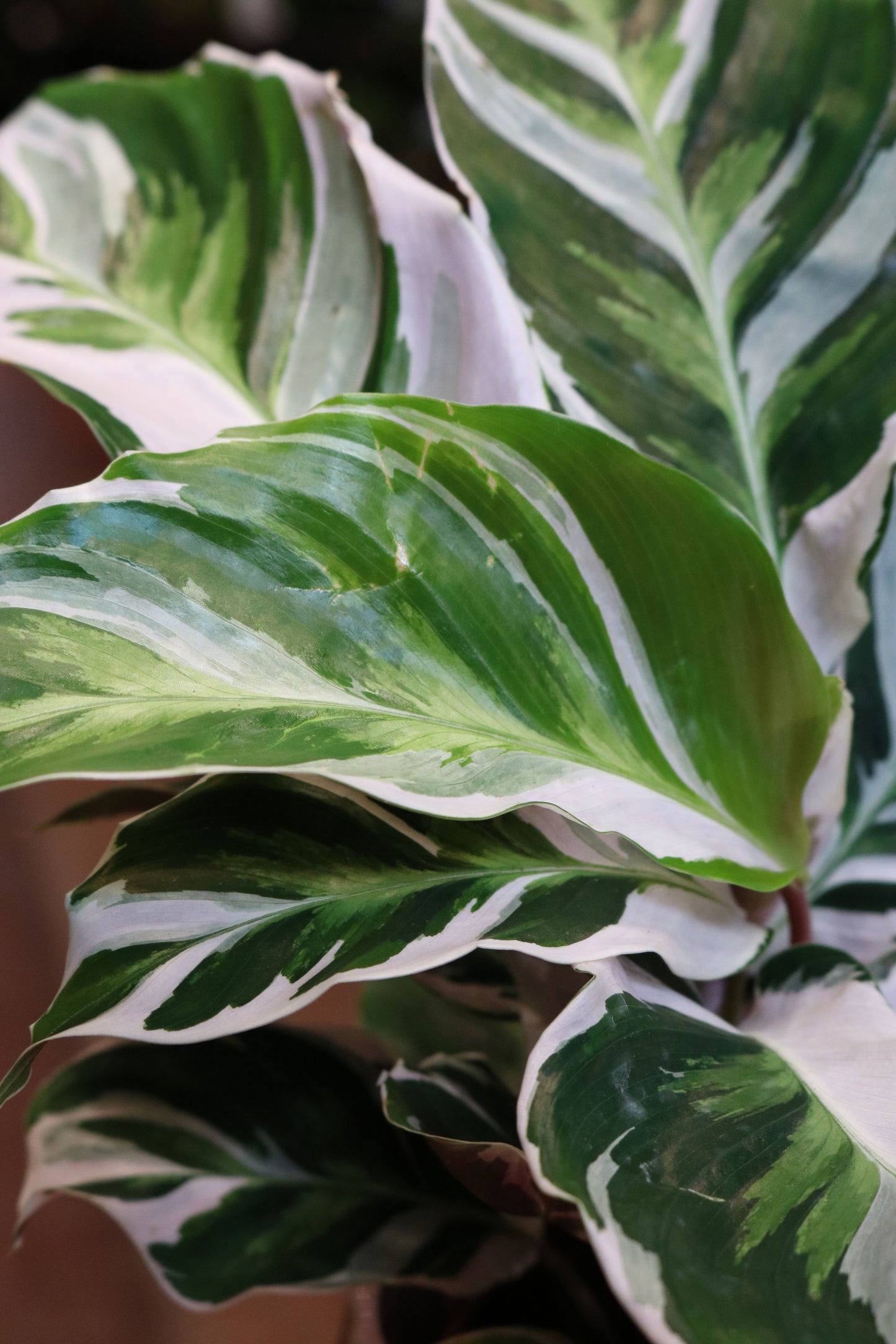 Calathea 'Fusion White' (mini)
